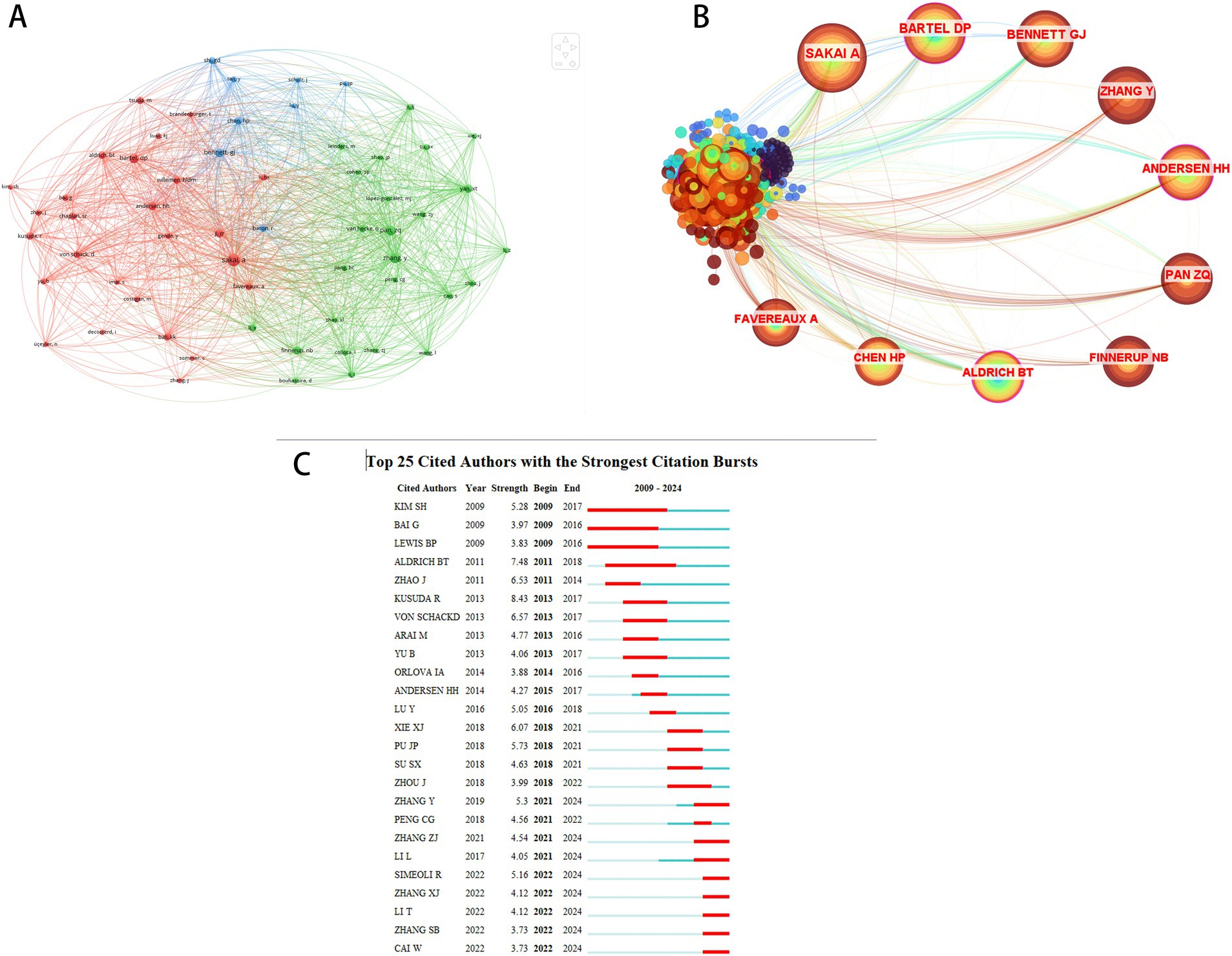 Diagram A shows a network map with interconnected nodes in red, blue, and green. Diagram B displays a central cluster with radiating connections to prominent authors such as “Bartel DP” and “Aldrich BT.” Diagram C is a bar graph listing the top twenty-five cited authors with the strongest citation bursts from 2009 to 2024, featuring names like “Kim SH” and “Andersen HH” alongside burst strength and duration.