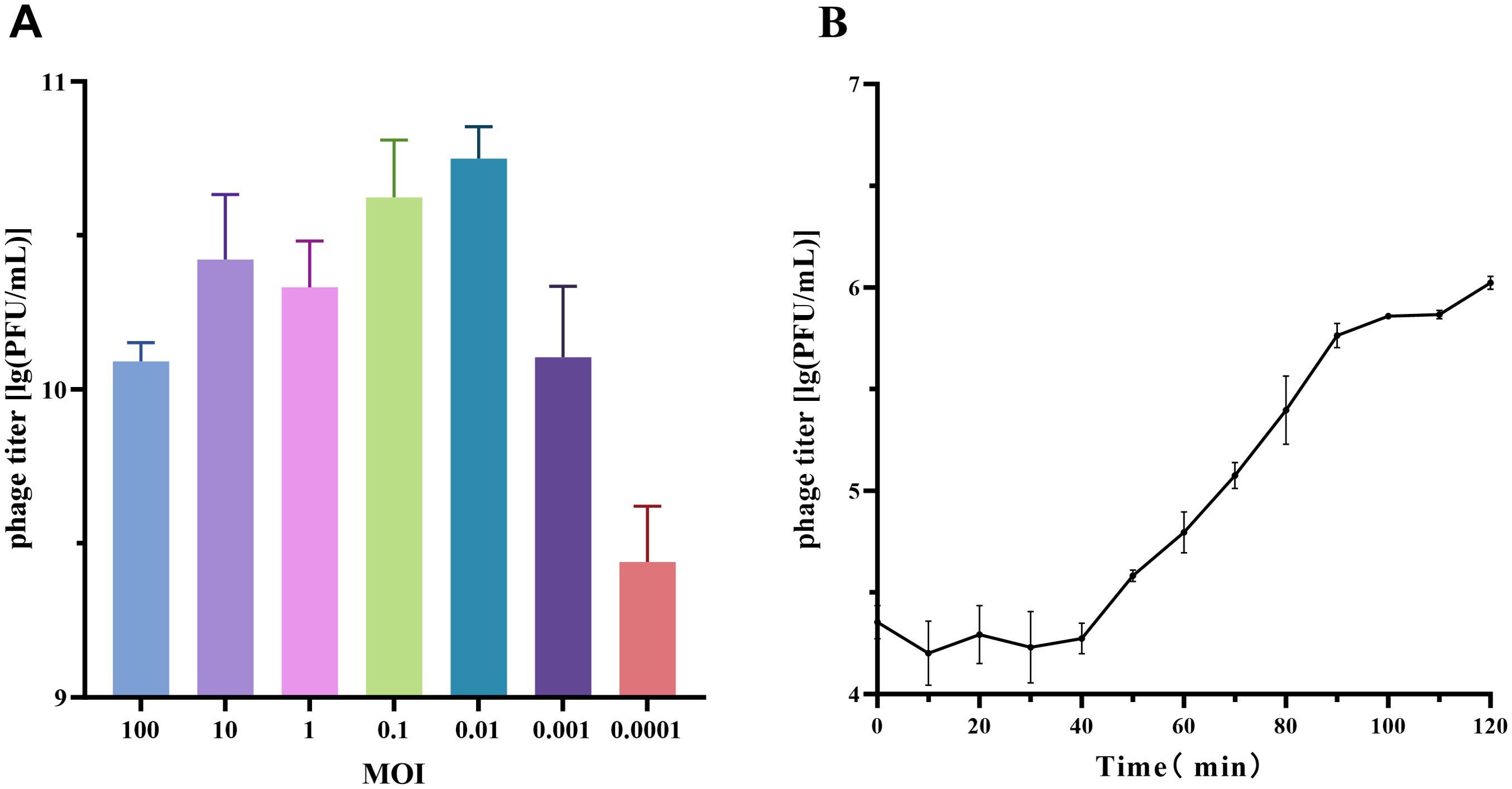 Graph A is a bar chart showing phage titer at different MOI levels, ranging from 100 to 0.0001. Higher MOI values generally lead to higher titers. Graph B is a line chart depicting phage titer over time, showing an increase from 4 to approximately 7 on the log scale over 120 minutes. Error bars are present in both graphs.