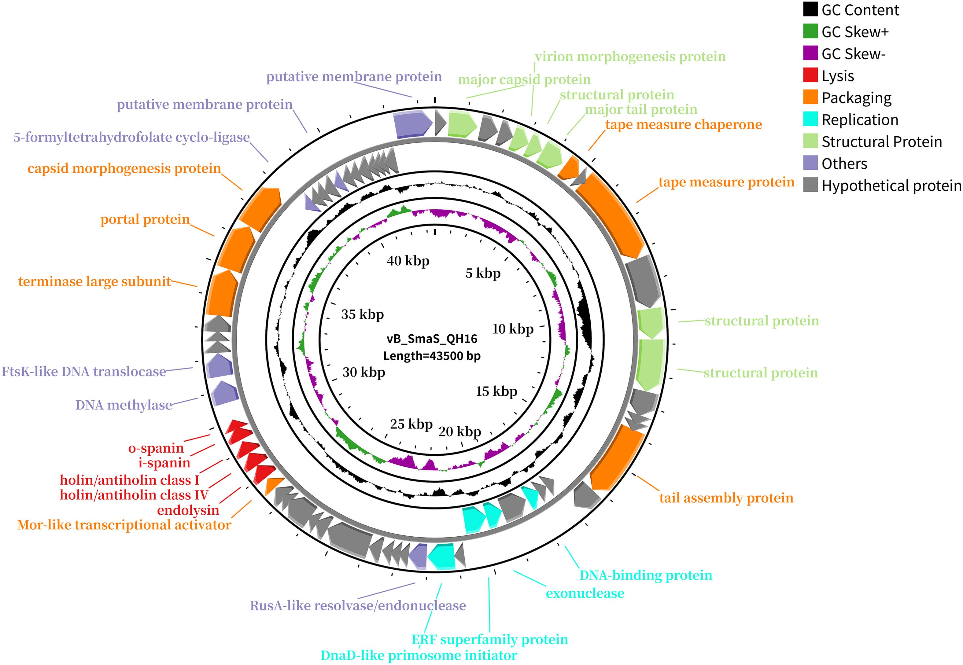 Circular genome map of bacteriophage vB_SmaS_QH16, length 43,500 base pairs. Features include GC content, packaging, replication, structural proteins, and lysis components. Colored sections indicate various functions: orange for packaging, red for lysis, and green for structural proteins. Inner rings show GC content and skew. Legend explains color coding.