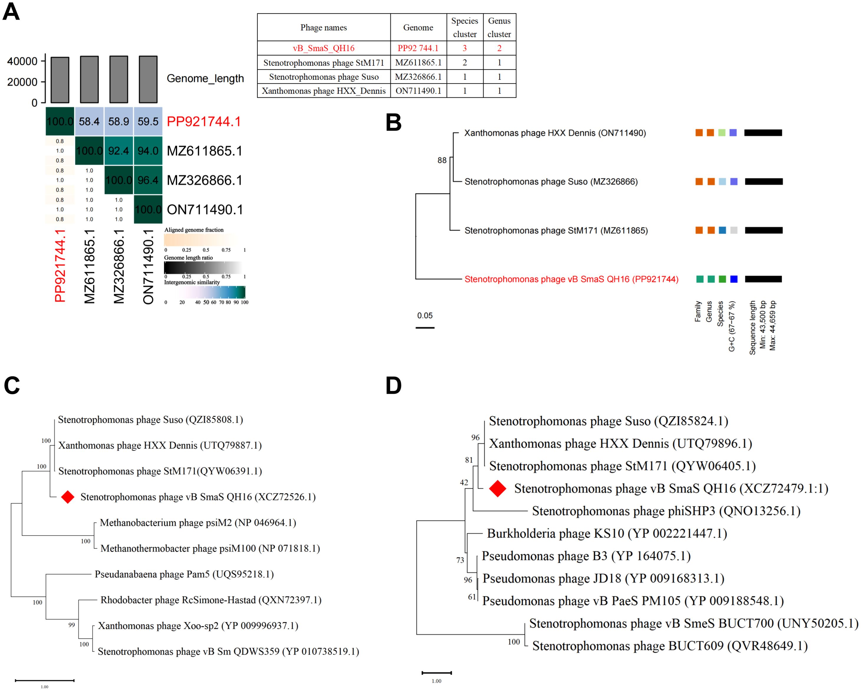 Four-panel figure detailing genomic and phylogenetic data of various phages. Panel A shows a heatmap and a table comparing genome lengths and aligned genome fractions of different phages, highlighting PP921744.1. Panel B presents a phylogenetic tree illustrating relationships between phages with colored bars indicating family and other genomic attributes. Panel C is another phylogenetic tree with a red diamond marking the phage vB_SmaS_QH16. Panel D depicts a similar tree as Panel C, with different arrangements and a red diamond also indicating vB_SmaS_QH16.