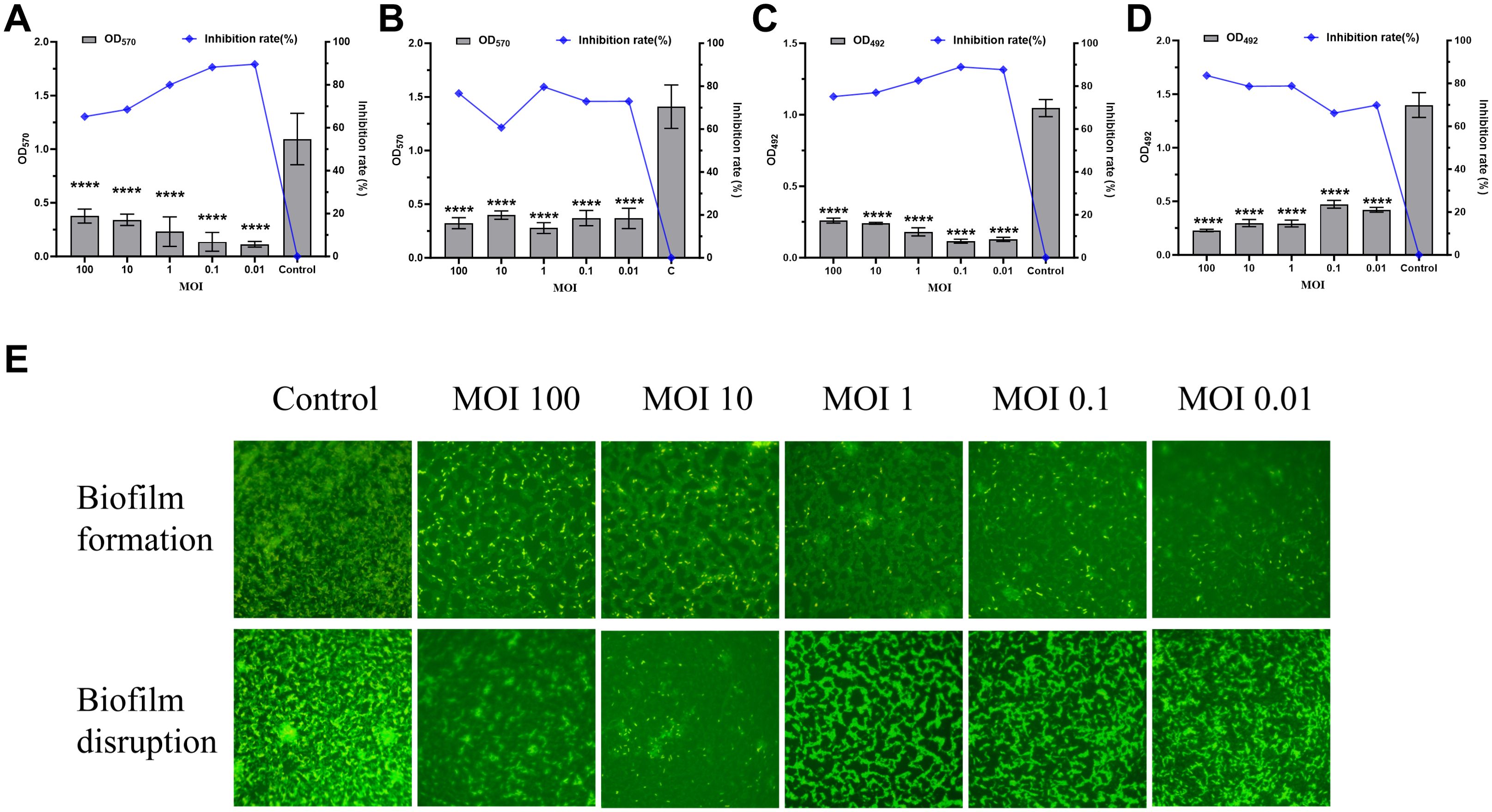 Graphs A to D display OD and inhibition rates at various MOI levels with error bars, showing reduced optical density at lower MOIs. Panel E features fluorescent images showing biofilm formation and disruption at different MOIs and a control.