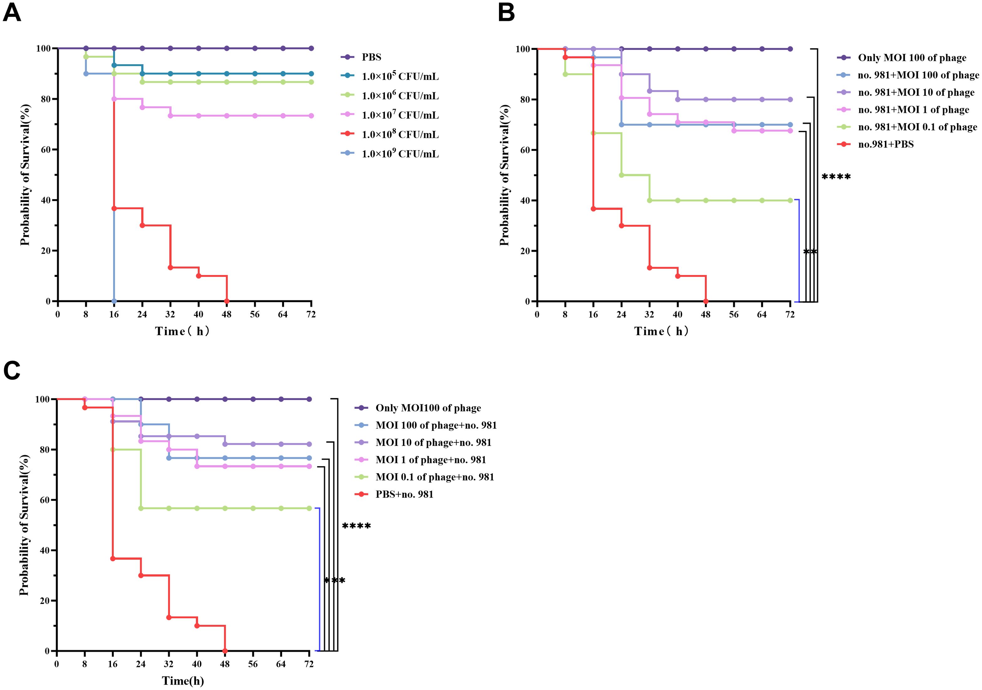 Three Kaplan-Meier survival curves labeled A, B, and C show the probability of survival over time in hours, with varying bacterial CFU/mL concentrations or phage multiplicities of infection (MOI) and treatment combinations. Chart A compares different bacterial concentrations from one times ten to the power of five to one times ten to the power of nine CFU/mL. Charts B and C compare survival odds with phage treatments at different MOIs alongside PBS treatment or control. The key indicates line colors corresponding to each experimental condition. Statistical significance is marked by asterisks next to some lines.
