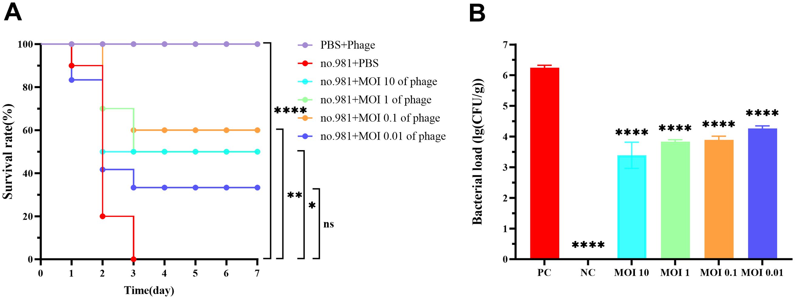 Graph A shows the survival rate over seven days for different treatments. The PBS plus phage group maintains 100% survival, while the no.981 plus PBS group drops to 0% by day three. Other groups show varying intermediate survival rates. Graph B displays bacterial load in lg(CFU/g) for different treatments, with the PC group having the highest bacterial load. Other groups show significantly reduced bacterial loads, indicated by asterisks, highlighting the effectiveness of the phage treatments.