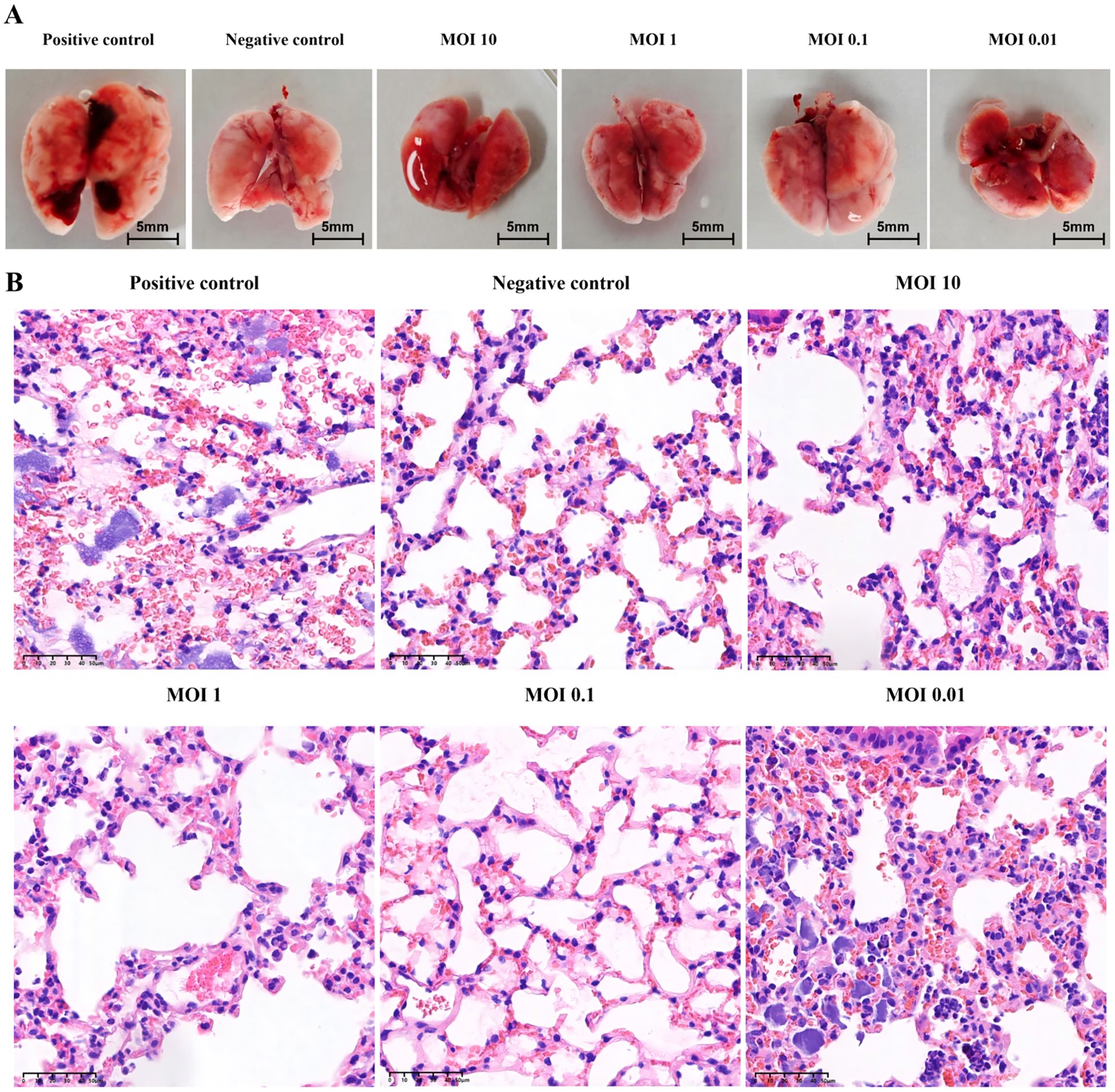 Panel A shows dissected lungs from mice under different experimental conditions, including positive and negative controls and varying MOI concentrations of ten, one, zero point one, and zero point zero one. Panel B displays histological images of lung tissue stained to show cellular differences across the same experimental conditions at a microscopic level. Each condition exhibits variations in tissue coloration and cell density.
