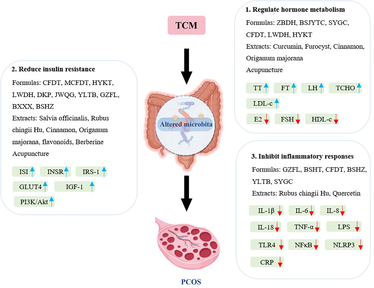Diagram showing how Traditional Chinese Medicine (TCM) can influence polycystic ovary syndrome (PCOS) by altering gut microbiota. TCM elements include regulating hormone metabolism, reducing insulin resistance, and inhibiting inflammatory responses. It lists various formulas and extracts under each category, such as curcumin, cinnamon, and berberine, with effects indicated by arrows.