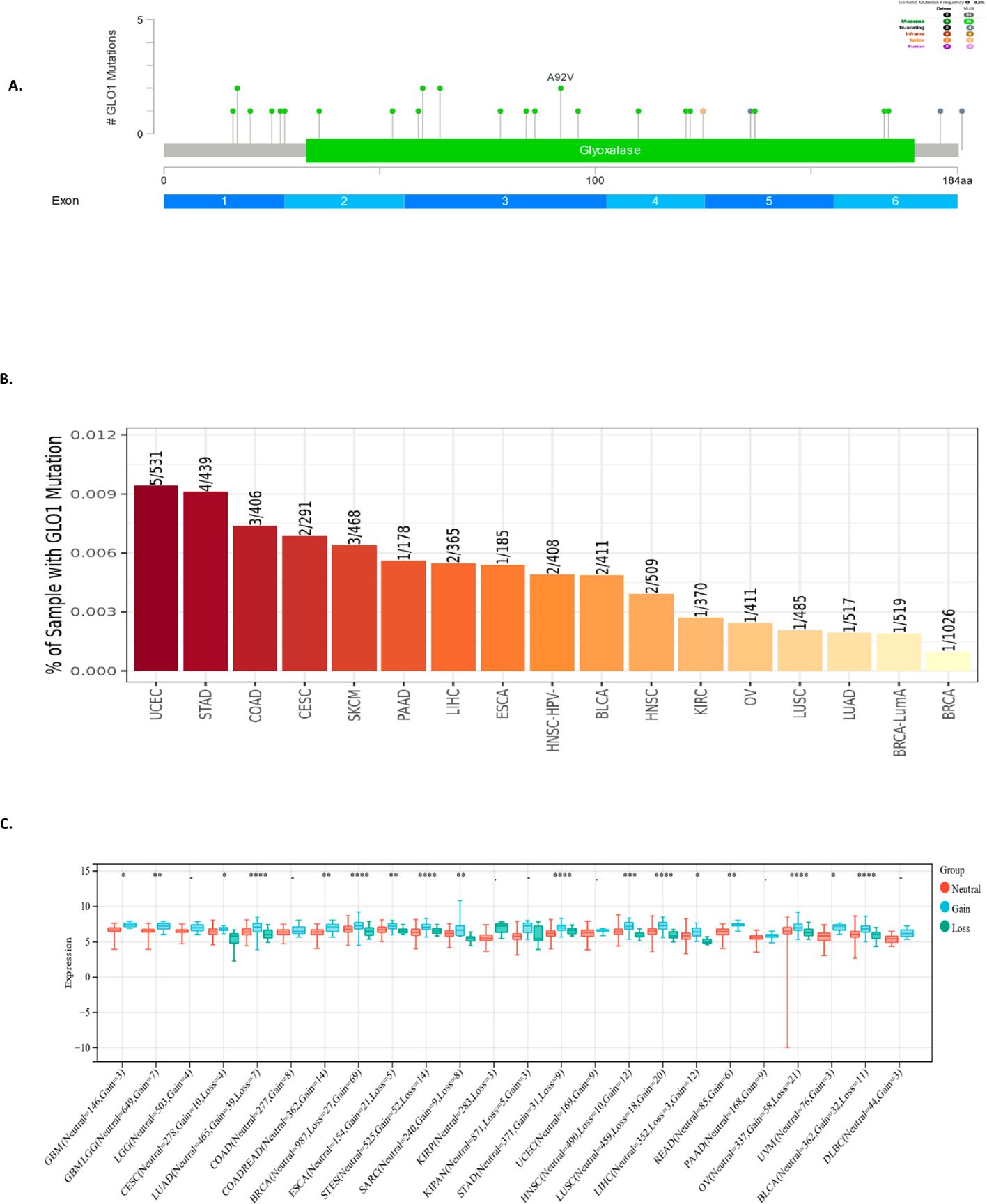 A three-part diagram is shown. A) A bar graph and mutation plot display GLO1 mutations with highlighted A92V mutation, including exon positions. B) A bar chart depicts the percentage of samples with GLO1 mutations across different cancer types, labeled from UCEC to BRCA. C) A box plot shows GLO1 expression levels across various groups, marked by colors indicating neutral, gain, or loss, with statistical significance indicated by asterisks.