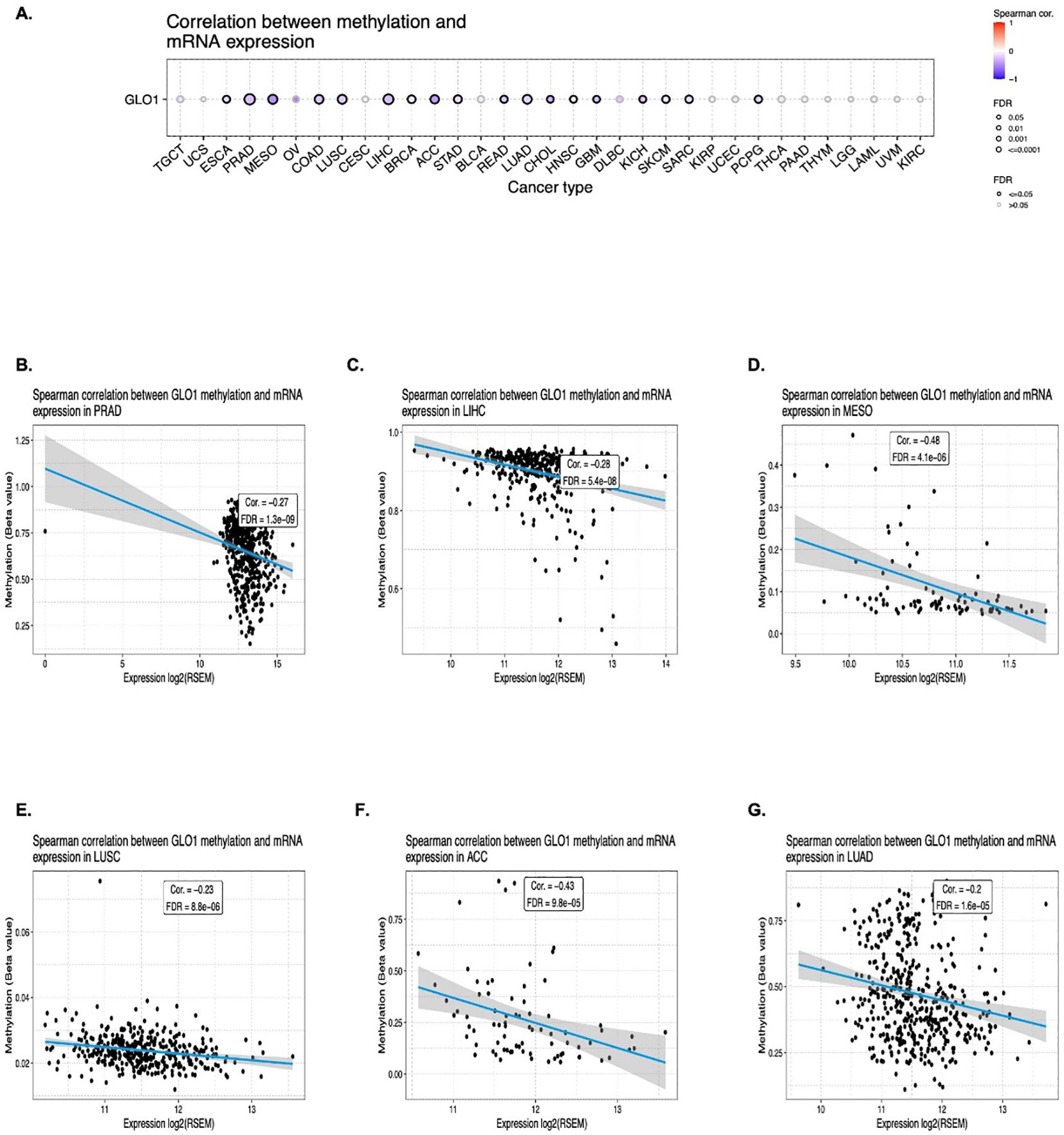 Graphical analysis of the correlation between GLO1 methylation and mRNA expression across different cancer types. Panel A shows a dot plot with correlations for each cancer type, color-coded by Spearman correlation. Panels B to G display scatter plots for specific cancer types (PRAD, LIHC, MESO, LUSC, ACC, LUAD) depicting negative correlations, illustrated by best-fit lines and shaded confidence intervals. Each plot includes correlation coefficients and false discovery rates.