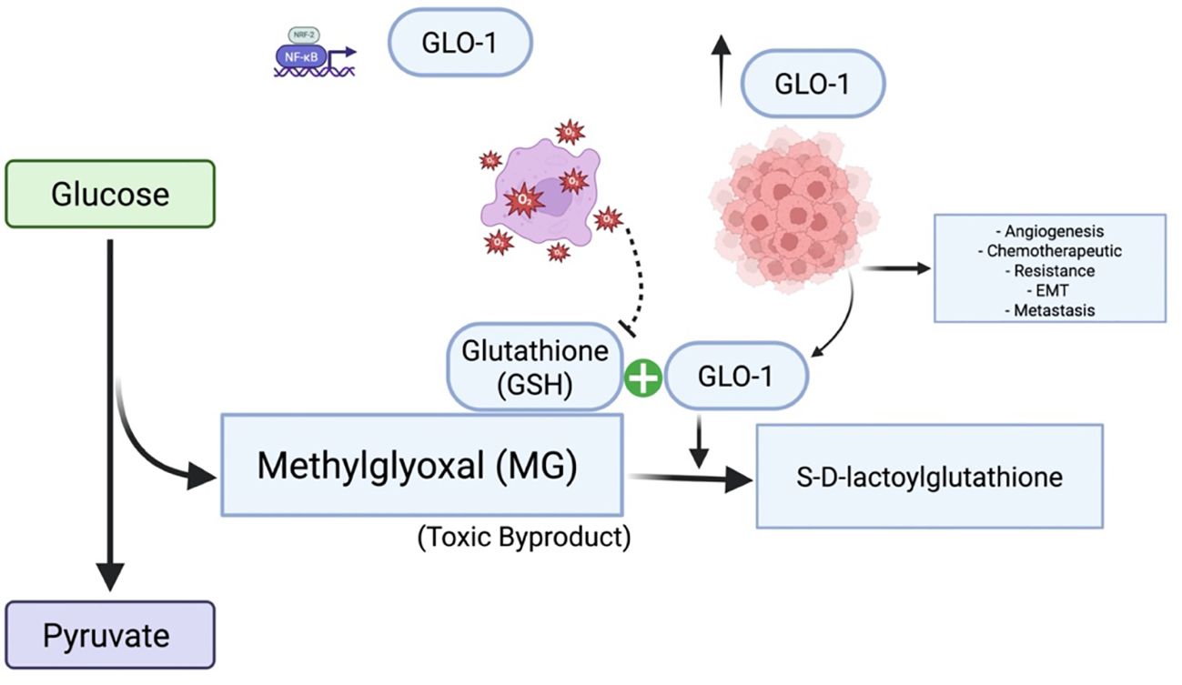 Flowchart illustrating the metabolic conversion of glucose to pyruvate with methylglyoxal as a toxic byproduct. Methylglyoxal is detoxified by glutathione (GSH) and GLO-1 into S-D-lactoylglutathione. The diagram also shows the role of GLO-1 in cancer-related processes like angiogenesis, chemotherapeutic resistance, EMT, and metastasis. Additionally, NRF-2 and NF-kB are shown as regulatory elements.