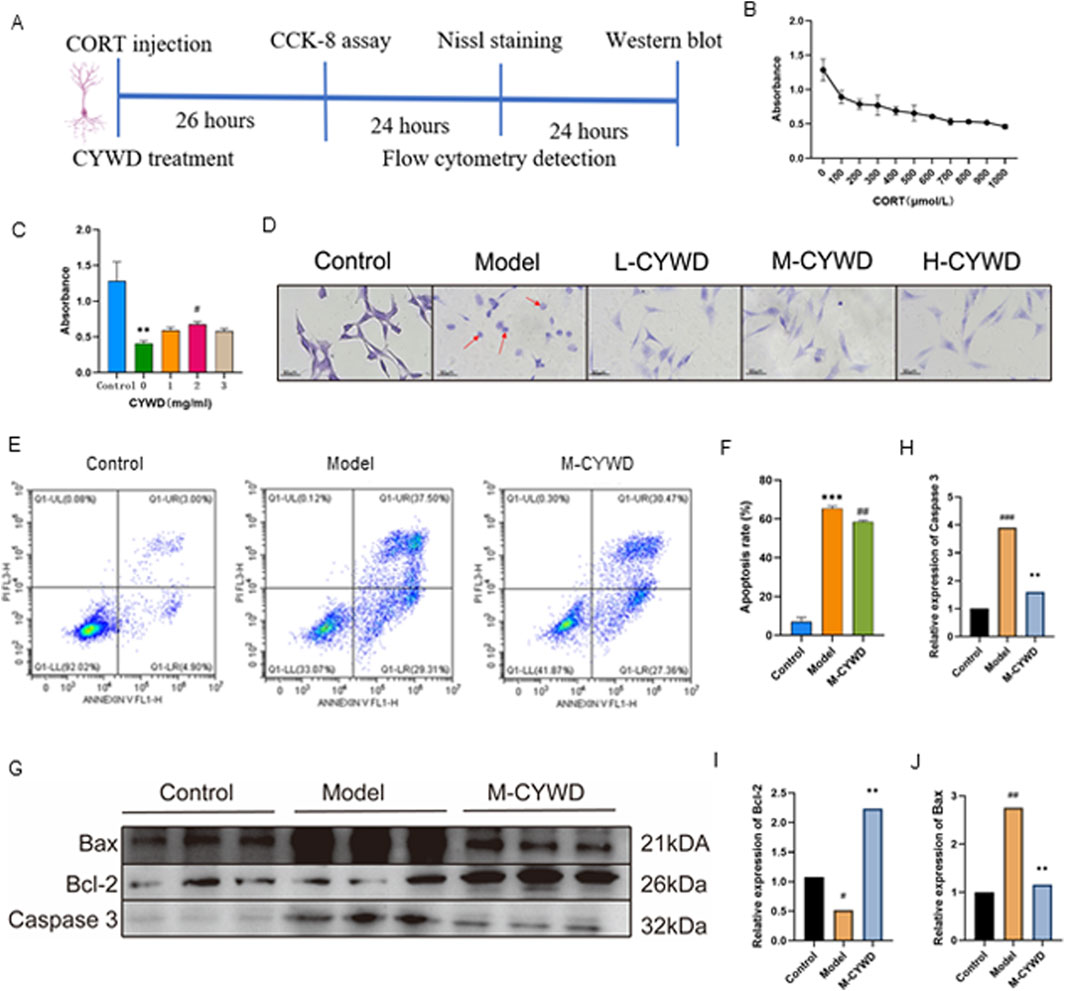 Composite image displaying various experimental results: A timeline of procedures includes CORT injection, CCK-8 assay, Nissl staining, and Western blot analysis. A line graph (B) shows absorbance decreasing with increasing CORT concentration. Bar graph (C) indicates absorbance levels across CYWD treatments. Panel (D) displays Nissl-stained images under different conditions: Control, Model, L-CYWD, M-CYWD, and H-CYWD. Flow cytometry scatter plots (E) depict apoptosis across Control, Model, and M-CYWD groups. Bar graphs (F and H) show apoptosis rate and caspase 3 expression. Western blot (G) illustrates protein expression of Bax, Bcl-2, and Caspase 3. Bar graphs (I and J) demonstrate Bcl-2 and Bax relative expression.