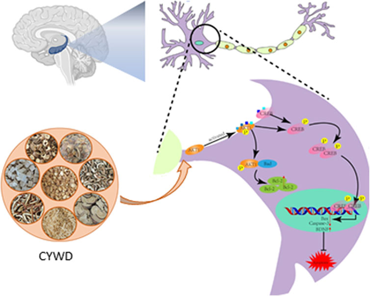 Diagram illustrating the effect of CYWD, a traditional medicine, on brain pathways. It shows neurons, cellular signaling pathways such as AKT, CREB, and Bcl-2, alongside molecular reactions involved in gene expression. Enlarged view of brain sections and herb components are included. Arrows depict connections and interactions within the signaling cascade influencing brain functions.