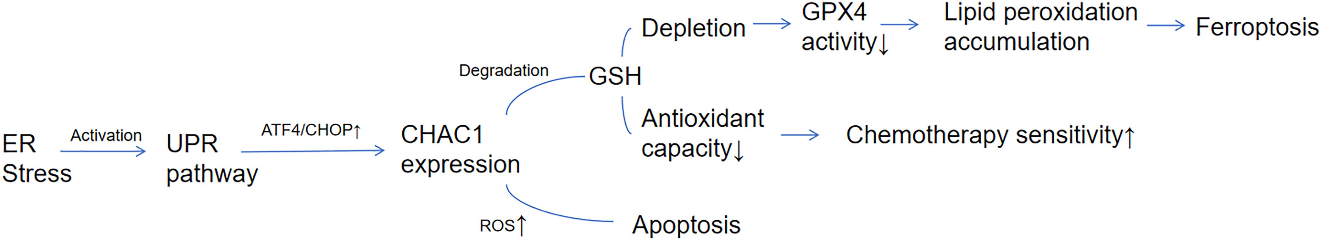 Flowchart depicting the pathway from ER stress to cell outcomes. ER stress activates the UPR pathway, increasing ATF4/CHOP and CHAC1 expression. CHAC1 causes GSH degradation, leading to GSH depletion. This reduces GPX4 activity, causing lipid peroxidation accumulation and ferroptosis. GSH depletion also decreases antioxidant capacity, increasing chemotherapy sensitivity. Concurrently, CHAC1 increases ROS, leading to apoptosis.