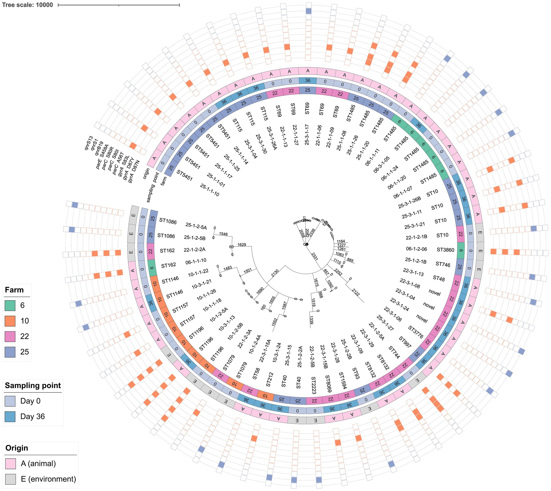 Circular phylogenetic tree diagram showing genetic relationships among samples from various farms. The outer rings indicate farm numbers with different colors (green, orange, pink, and blue), sampling points (Day 0 and Day 36), and origins (animal and environment). Each segment represents different ST types and their genetic distances, as depicted by branch lengths.