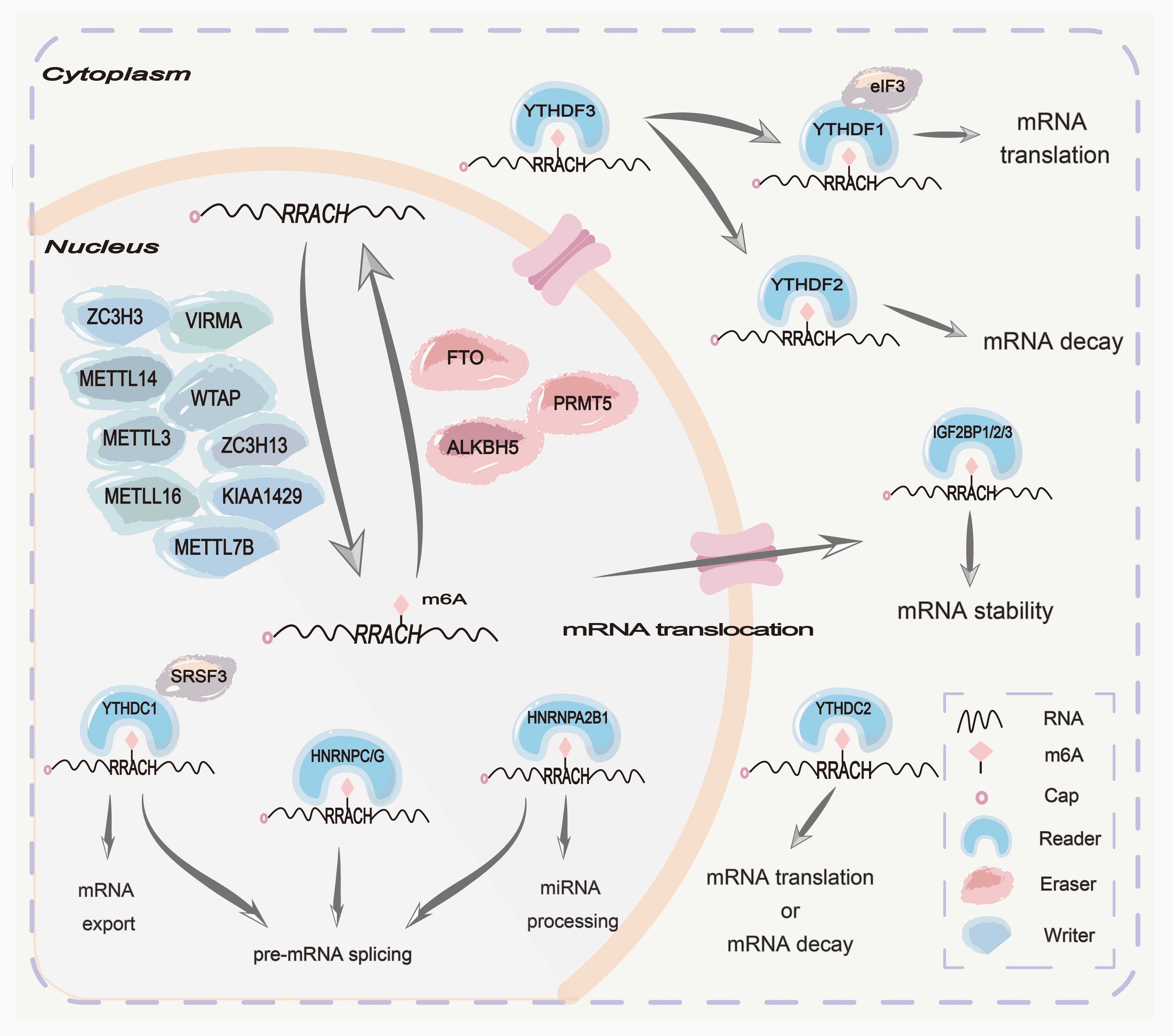 Diagram illustrating the mRNA life cycle in the nucleus and cytoplasm, showing the roles of m6A modifications. Various proteins, such as METTL3, METTL14 for writing, FTO for erasing, and YTHDF1 for reading, participate in processes like mRNA translation, decay, stability, splicing, export, and miRNA processing. Directional arrows indicate interactions and translocation between cellular compartments.