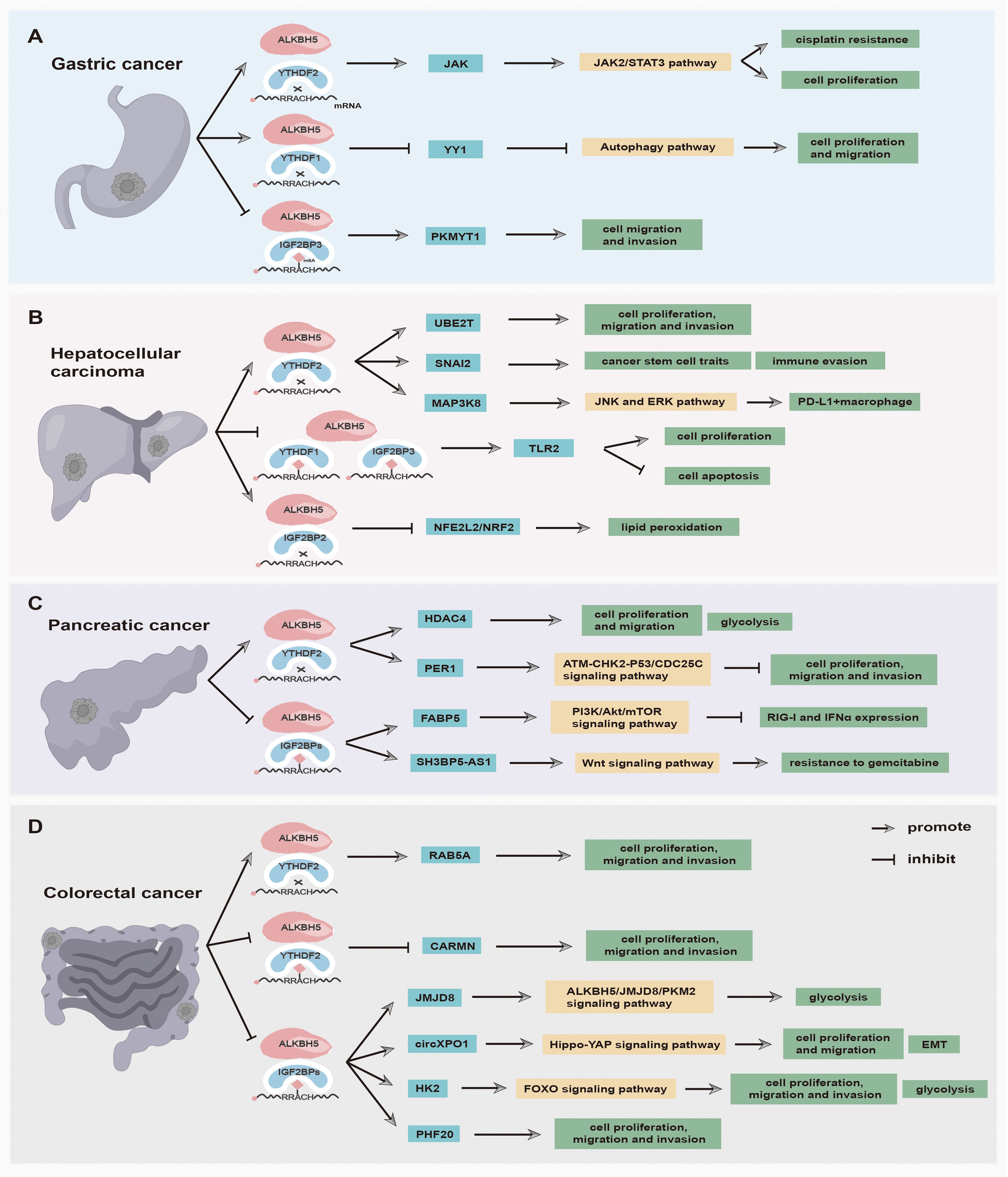 Diagram depicting molecular pathways in four cancer types: gastric, hepatocellular carcinoma, pancreatic, and colorectal. Each section illustrates pathways involving ALKBH5, YTHDF2, IGF2BP3, and associated outcomes like cell proliferation, migration, and drug resistance. Arrows indicate promotion or inhibition effects on pathways like JAK2/STAT3, Autophagy, Wnt, and others, impacting processes such as cisplatin resistance and lipid peroxidation.