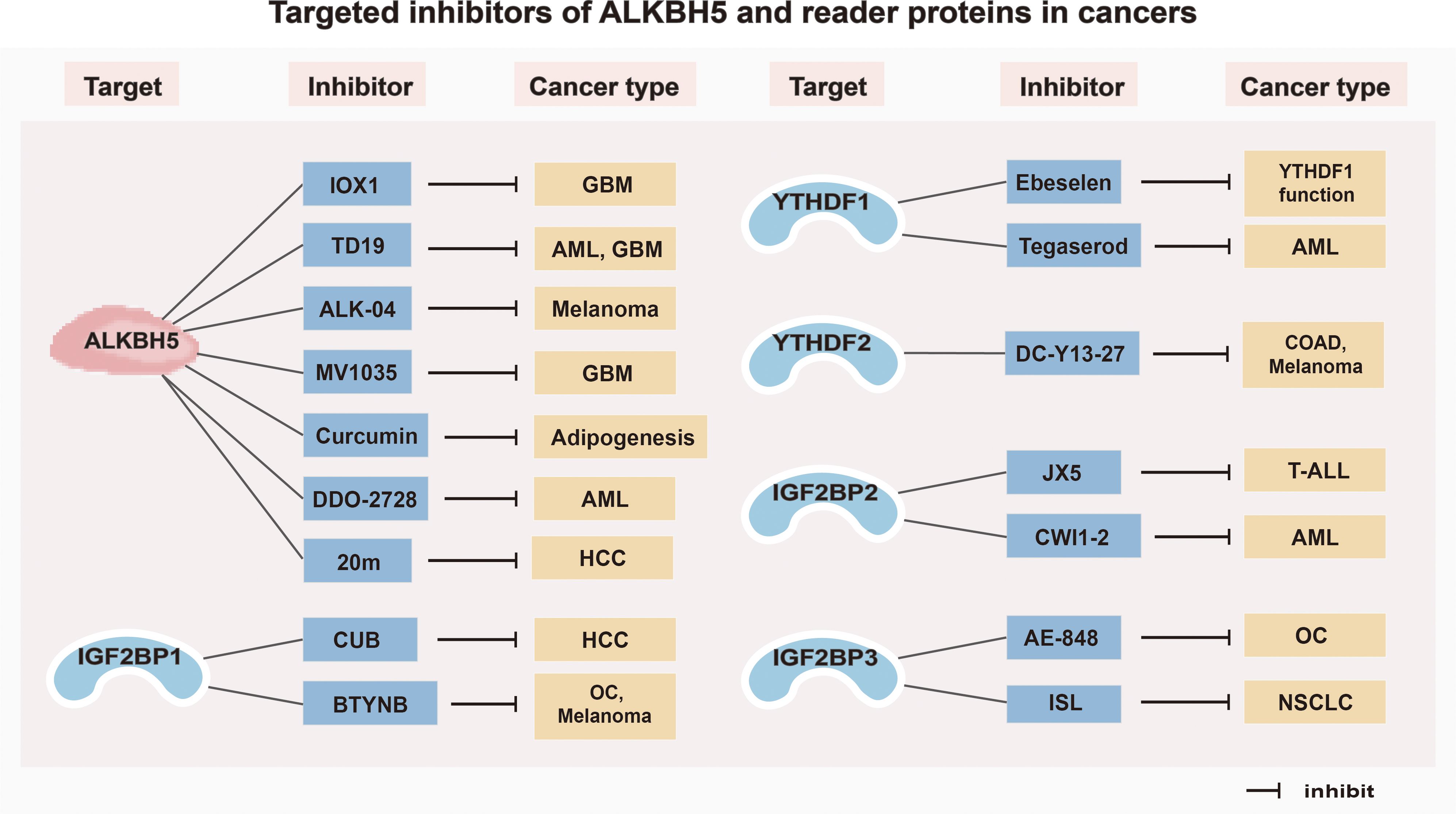 Chart showing targeted inhibitors of ALKBH5 and reader proteins in cancers. ALKBH5 is inhibited by compounds like IOX1, TD19, and Curcumin for cancers such as GBM and AML. Reader proteins YTHDF1, YTHDF2, IGF2BP2, and IGF2BP3 are inhibited by different compounds targeting various cancer types, including AML, COAD, Melanoma, and NSCLC. Each inhibitor and its associated cancer type are listed.