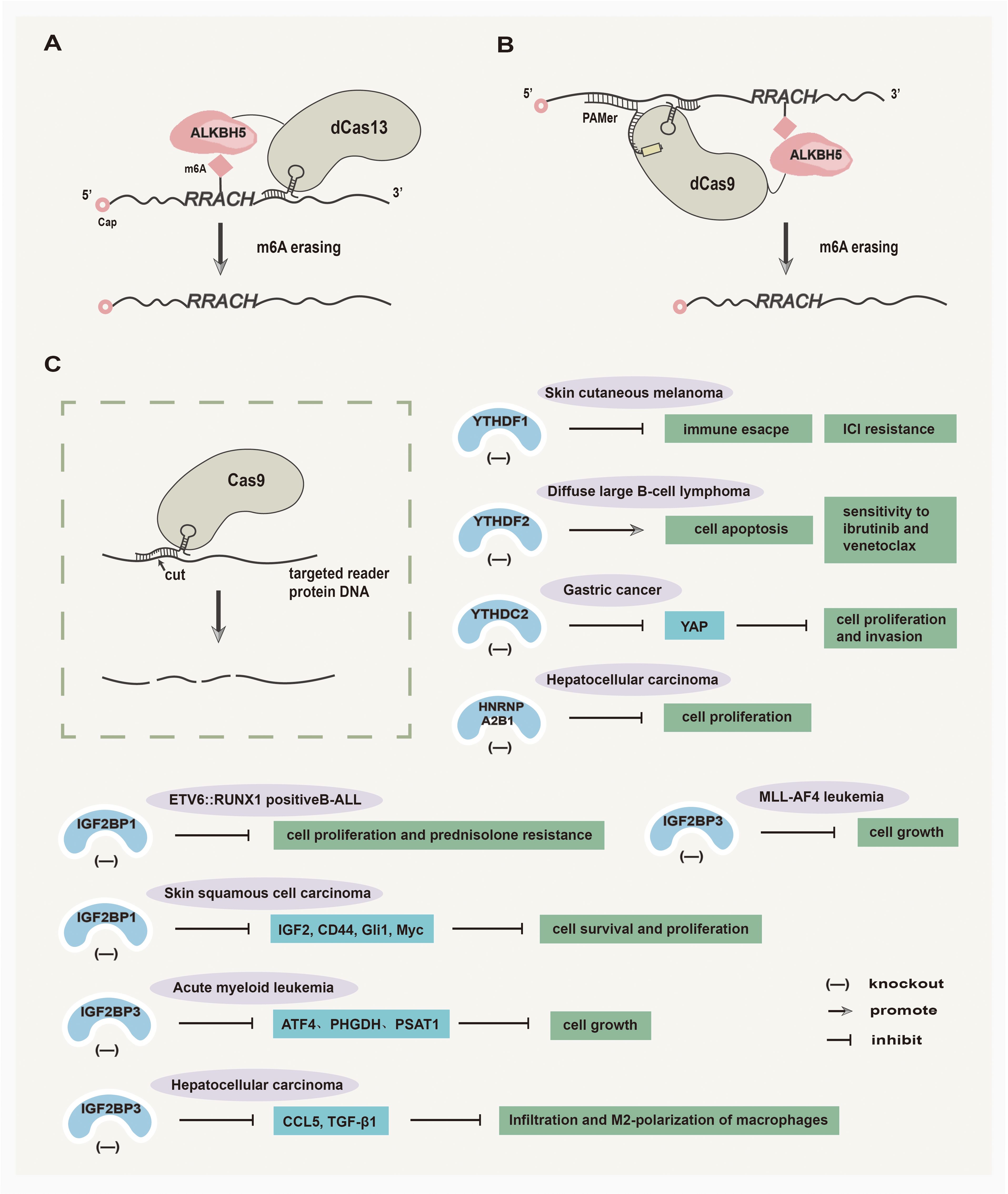 Diagram illustrating the mechanisms of m6A modification and its roles in cancer. Panel A shows dCas13 targeting m6A sites to erase m6A control with ALKBH5. Panel B uses dCas9 with similar ALKBH5 targeting. Panel C shows Cas9 cutting targeted reader protein DNA. The right side lists cancer types, proteins, and effects like cell growth and resistance, indicated by arrows for knockout, promotion, or inhibition.