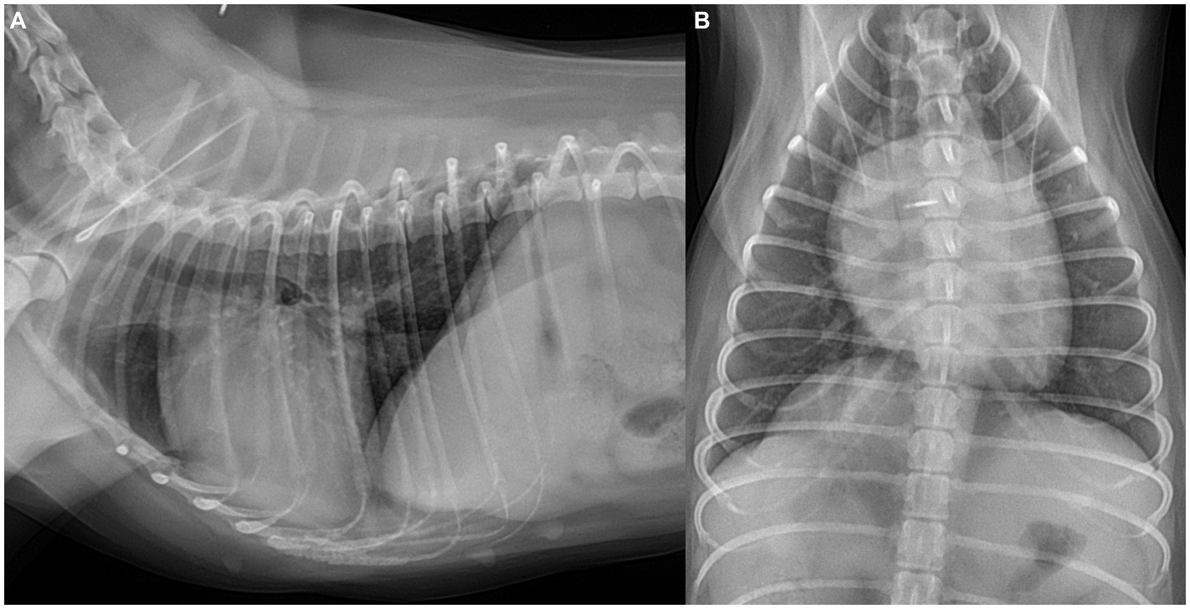 X-ray images of a dog’s thorax are shown in lateral (A) and ventrodorsal (B) views. The cardiac silhouette, pulmonary vessels, and caudal vena cava are visible and appear within normal limits. The lateral view shows the side profile of the heart and lungs, while the ventrodorsal view provides a frontal plane of the thoracic cavity, including the heart and adjacent vascular structures.