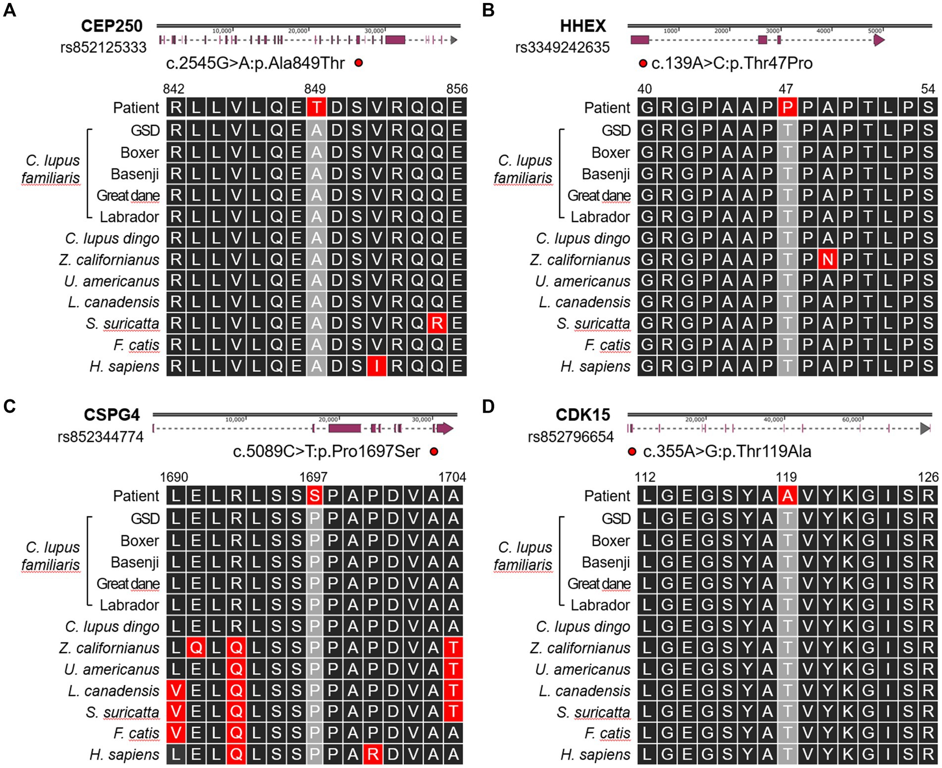 Schematic alignments of genomic sequences from four genes (CEP250, HHEX, CSPG4, CDK15) are shown across panels A to D. The images highlight single-nucleotide polymorphisms (SNPs) found in the study subject compared with multiple mammalian species. Red highlights indicate variant positions relative to the consensus sequence. Gene names and amino acid positions are labeled above each panel.