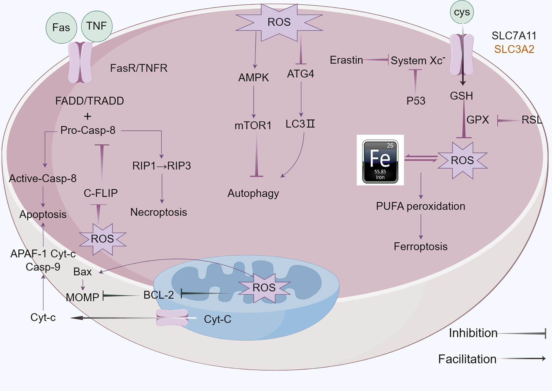 Diagram of cellular pathways shows interactions between apoptosis, necroptosis, and ferroptosis. Key components include FasR/TNFR, ROS, mTOR1, and Cyt-c. Inhibition and facilitation are indicated with arrows. The image illustrates processes like AMPK activation, PUFA peroxidation, and the roles of GSH, GPX, and iron in cell death regulation.