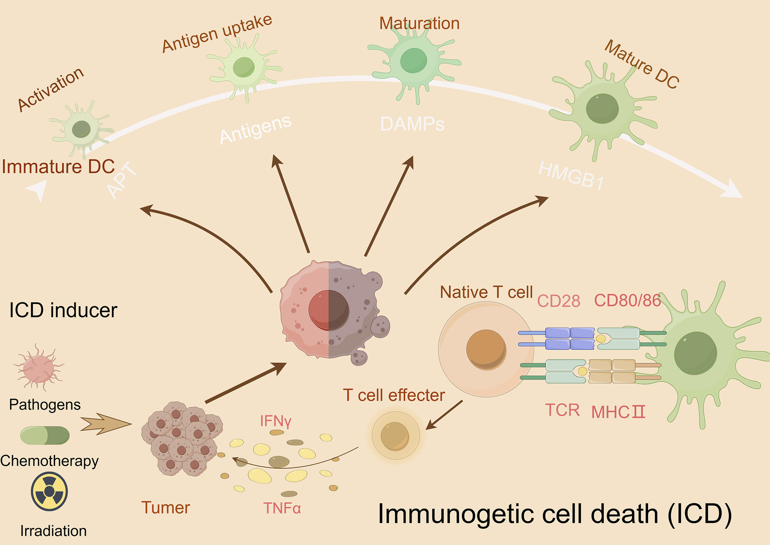 Diagram illustrating the process of immunogenic cell death (ICD). It shows immature dendritic cells (DC) progressing through activation, antigen uptake, and maturation to become mature DCs, influenced by antigens and DAMPs. ICD inducers like pathogens, chemotherapy, and irradiation target tumor cells, releasing IFNγ and TNFα. This activates native T cells through interactions involving CD28, CD80/86, TCR, and MHCII, leading to T cell effector activation.
