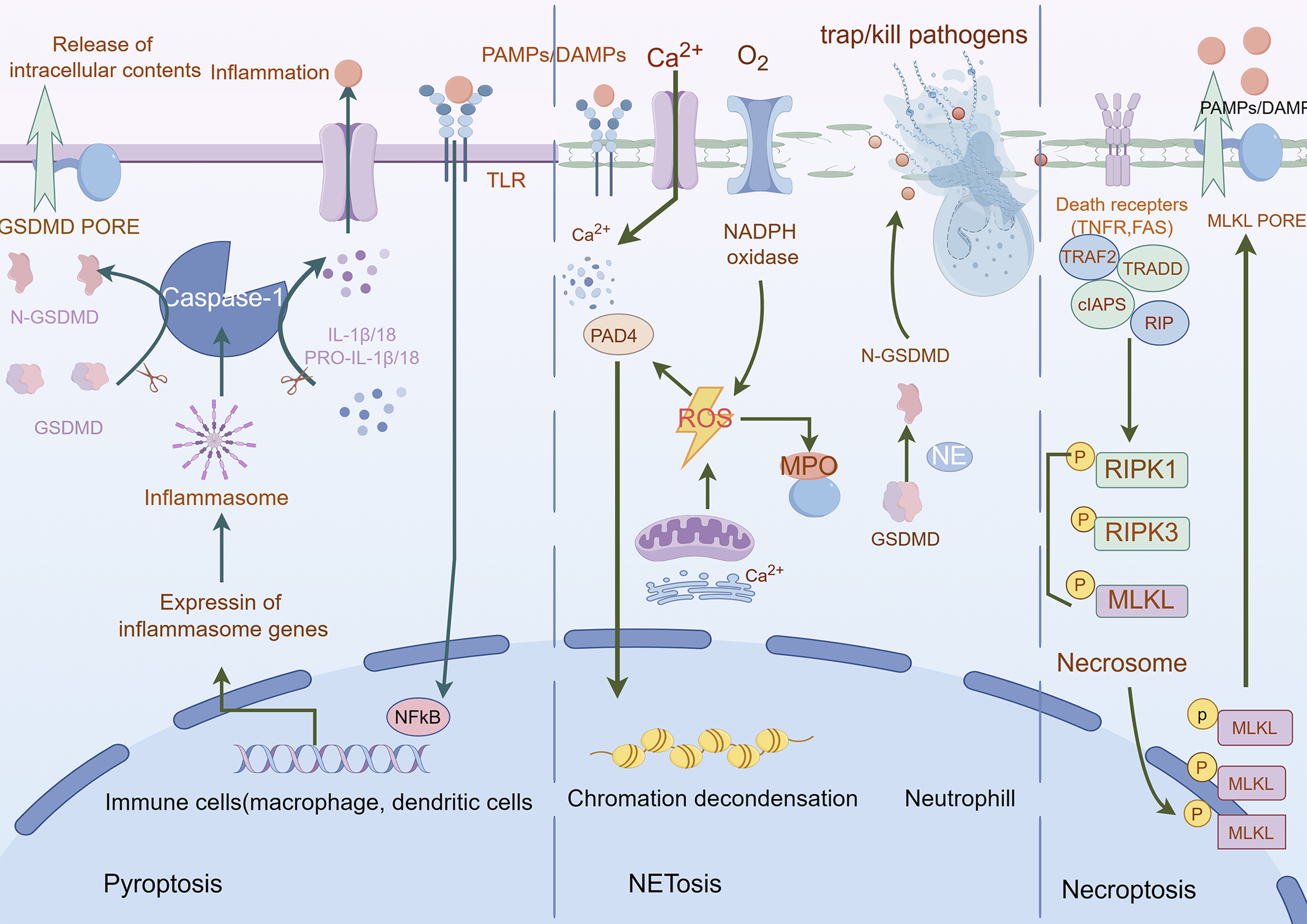 Diagram illustrating the mechanisms of cell death: pyroptosis, NETosis, and necroptosis. Pyroptosis involves inflammasomes activating caspase-1, leading to GSDMD pore formation and inflammation. NETosis shows neutrophil activation, chromatin decondensation, and ROS production. Necroptosis includes RIPK1, RIPK3, and MLKL activation, leading to pore formation and cell death. Various signaling pathways and cellular components are depicted, including immune cells, neutrophils, and associated proteins like TLR, NADPH oxidase, PAD4, and MPO. The diagram highlights the release of intracellular contents and pathogen trapping/killing.