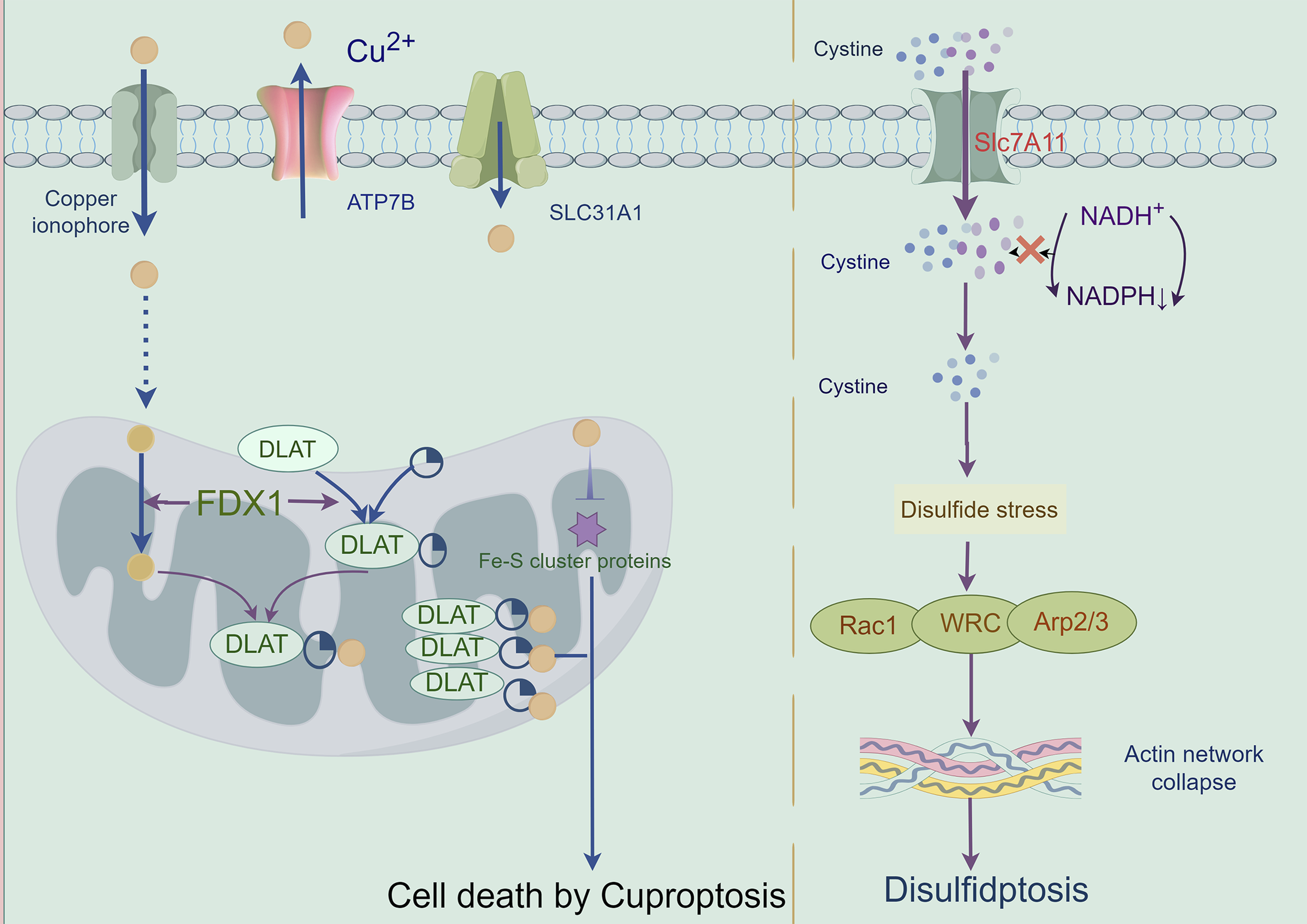 Diagram illustrating processes of cuproptosis and disulfidptosis. On the left, copper ions are transported via ATP7B and SLC31A1 into the mitochondria, interacting with FDX1 and DLAT, leading to cell death by cuproptosis. On the right, cystine affects the Slc7A11 transporter, causing disulfide stress, involving Rac1, WRC, and Arp2/3 proteins, resulting in actin network collapse and disulfidptosis.