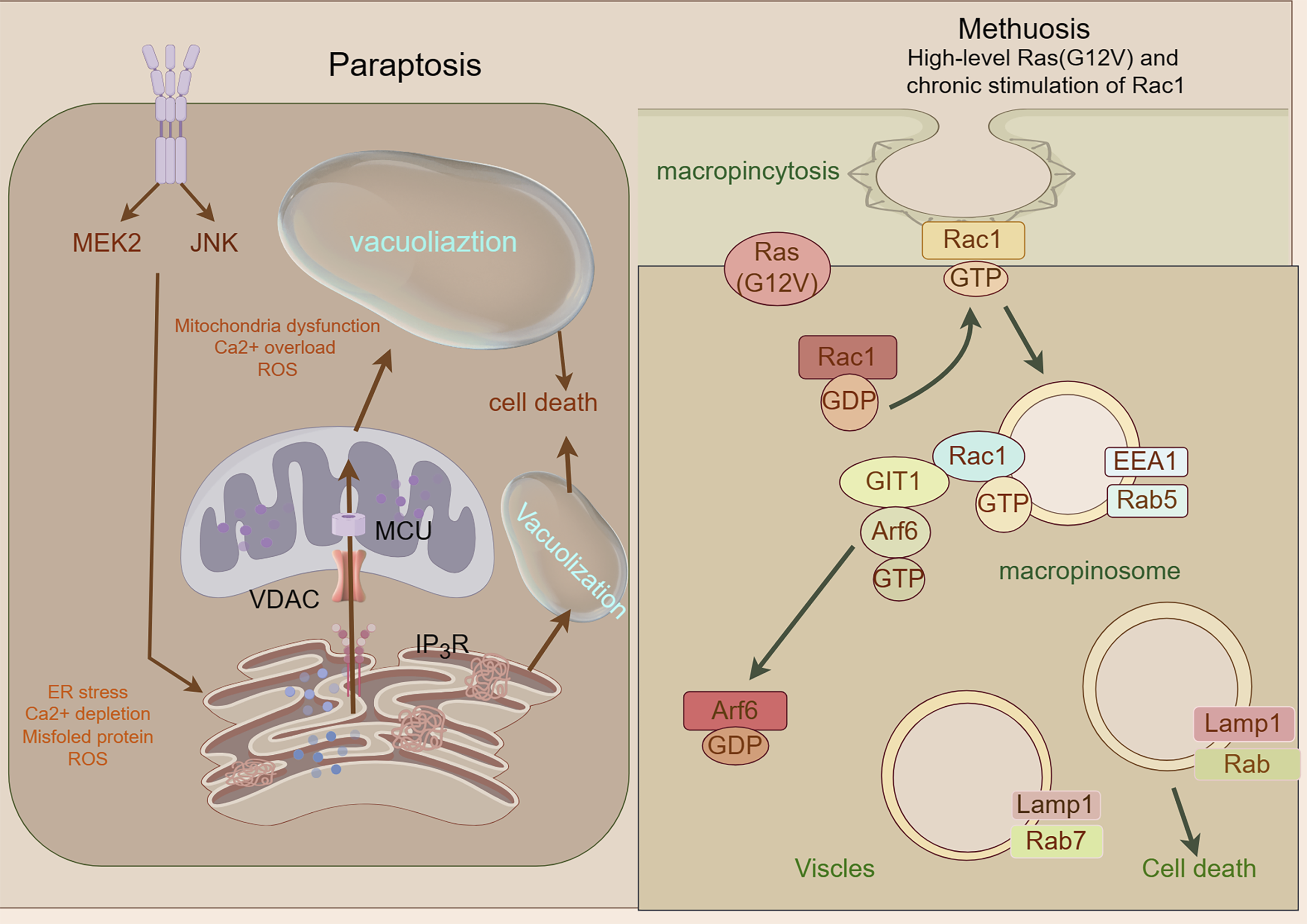 Diagram comparing paraptosis and methuosis pathways. On the left, paraptosis involves MEK2 and JNK signaling, leading to mitochondrial dysfunction and vacuolization, eventually causing cell death. On the right, methuosis is triggered by Ras(G12V) and Rac1, promoting macropinocytosis and forming macropinosomes, with involvement of GIT1, Arf6, and Rab proteins, culminating in cell death.