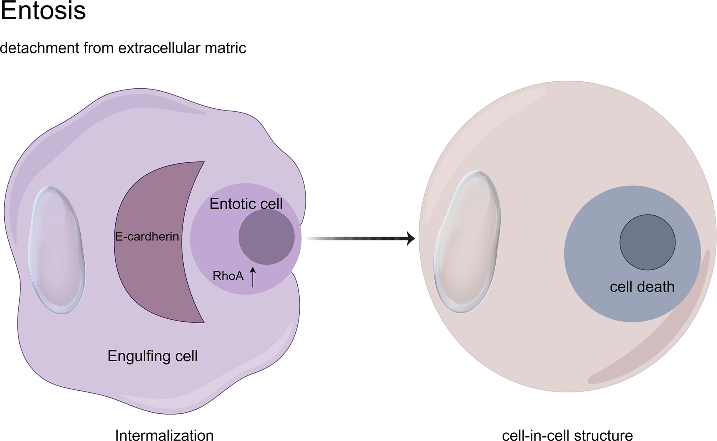 Illustration depicting entosis, showing an engulfing cell incorporating an entotic cell, facilitated by E-cadherin and RhoA. The process results in a cell-in-cell structure leading to cell death. The sequence emphasizes detachment from the extracellular matrix, internalization, and the eventual outcome.