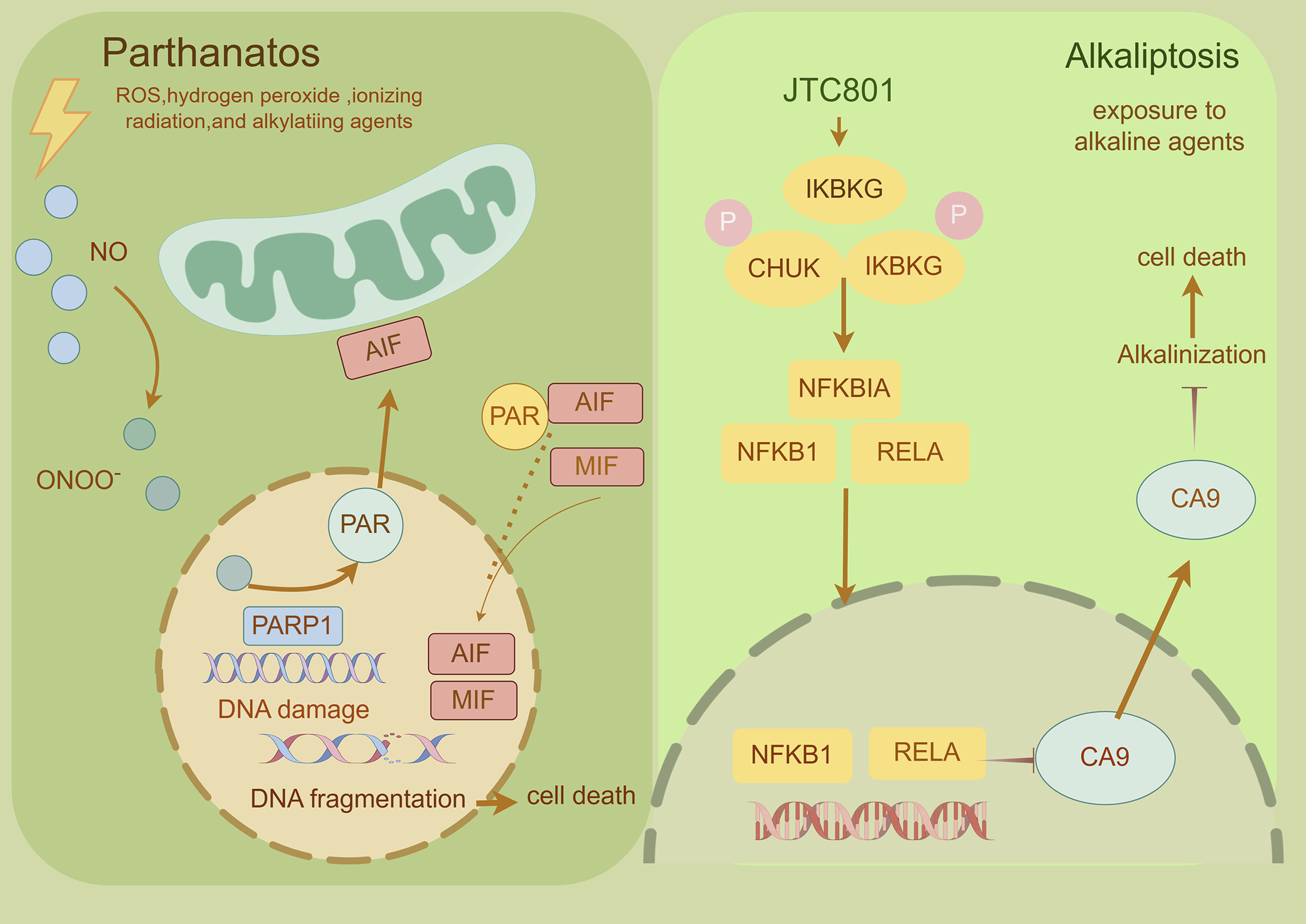 Diagram contrasting parthanatos and alkaliptosis pathways. On the left, parthanatos involves ROS, hydrogen peroxide, and other agents leading to DNA damage and cell death through the involvement of PARP1, AIF, and MIF. On the right, alkaliptosis involves exposure to alkaline agents, with the JTC801 pathway activating IKBKG, leading to CA9 involvement and cell death through alkalinization.