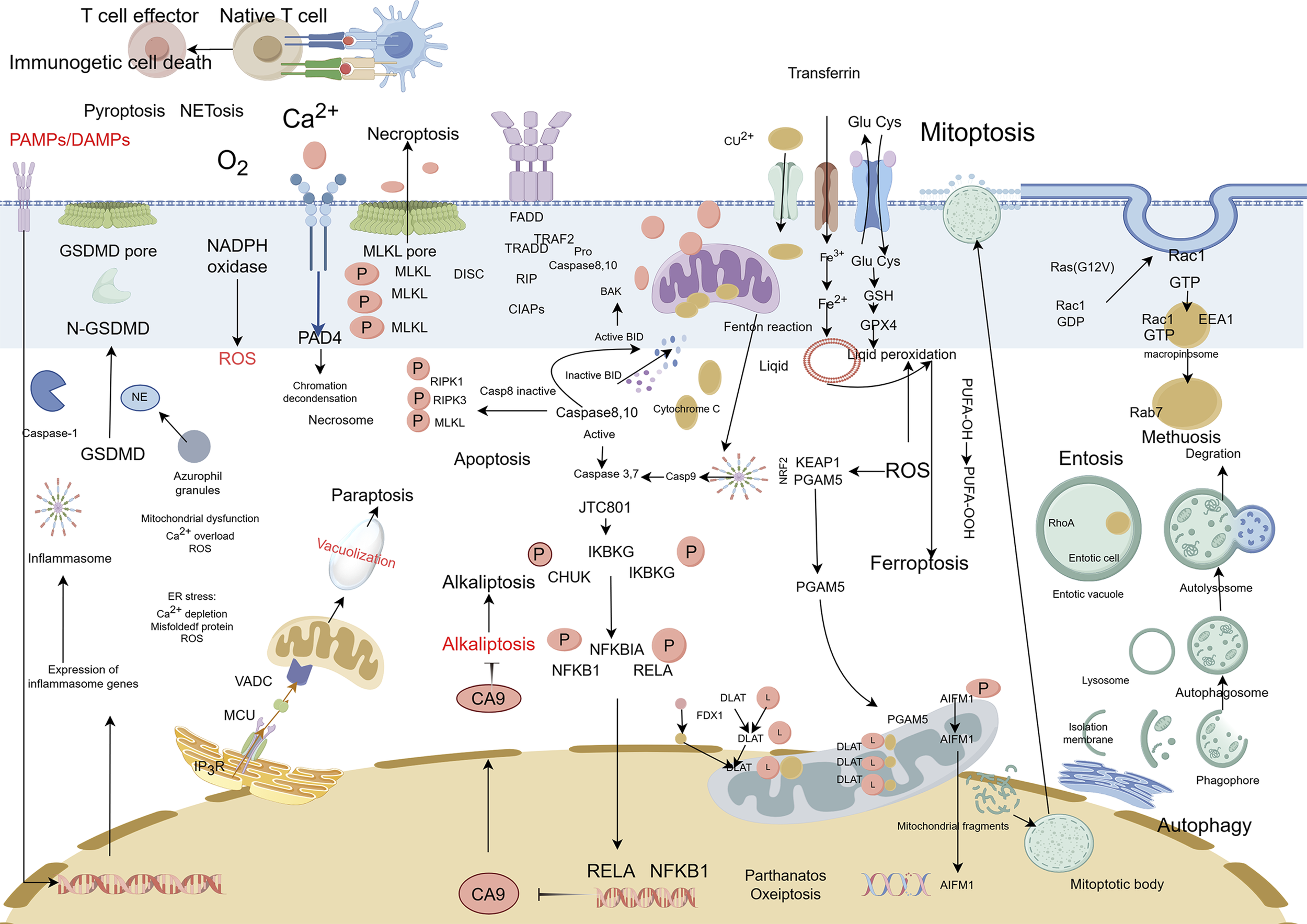Diagram illustrating various pathways of cell death, including necroptosis, apoptosis, and ferroptosis. It shows molecules like GSDMD, MLKL, RIPK1, and their interactions. Key processes like ROS generation, calcium signaling, and organelle involvement are identified. The diagram also includes terms like alkalioptosis and mitoptosis, highlighting different cellular responses and stress pathways.