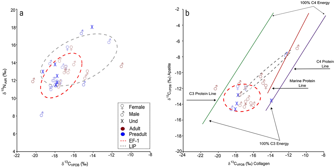 Two scatter plots labeled “a” and “b” are shown. Plot “a” maps δ13C against δ15N values with two ellipses: red for adults and blue for preadults. Plot “b” compares δ13C Collagen and Apatite values, featuring C3, C4, and Marine Protein lines. Symbols represent gender: female, male, and undetermined, with crosses for EF-1 and LIP groups.