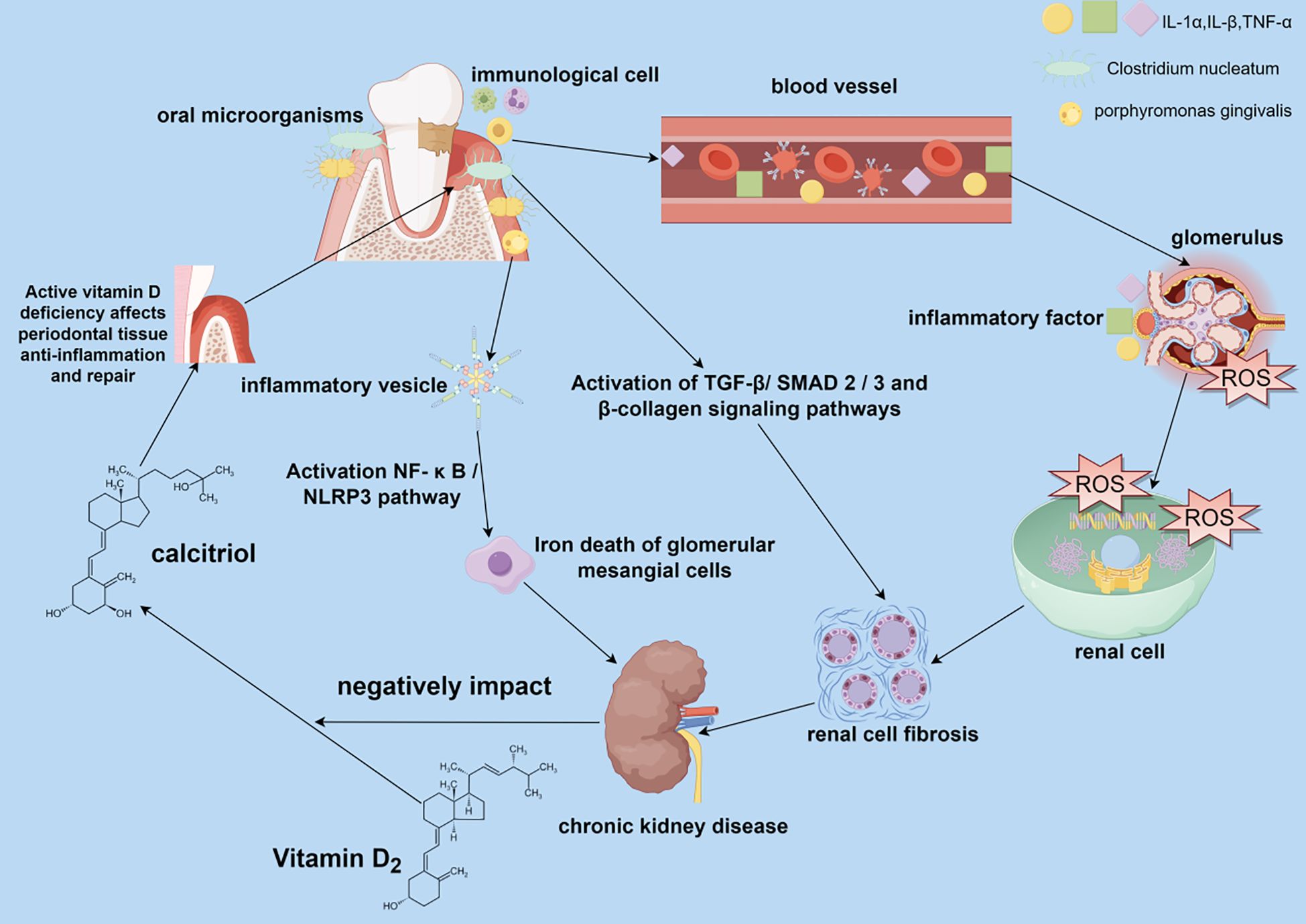 Diagram showing the role of oral microorganisms in immuneresponse and vitamin D deficiency. It illustrates pathways involving inflammatory vesicles, NF-kB/NLRP3 activation, and TGF-b/SMAD signaling. These lead to glomerular mesangial cell death, renal fibrosis, and chronic kidney disease, with Vitamin D2 and calcitriol depicted as negatively impacted elements.