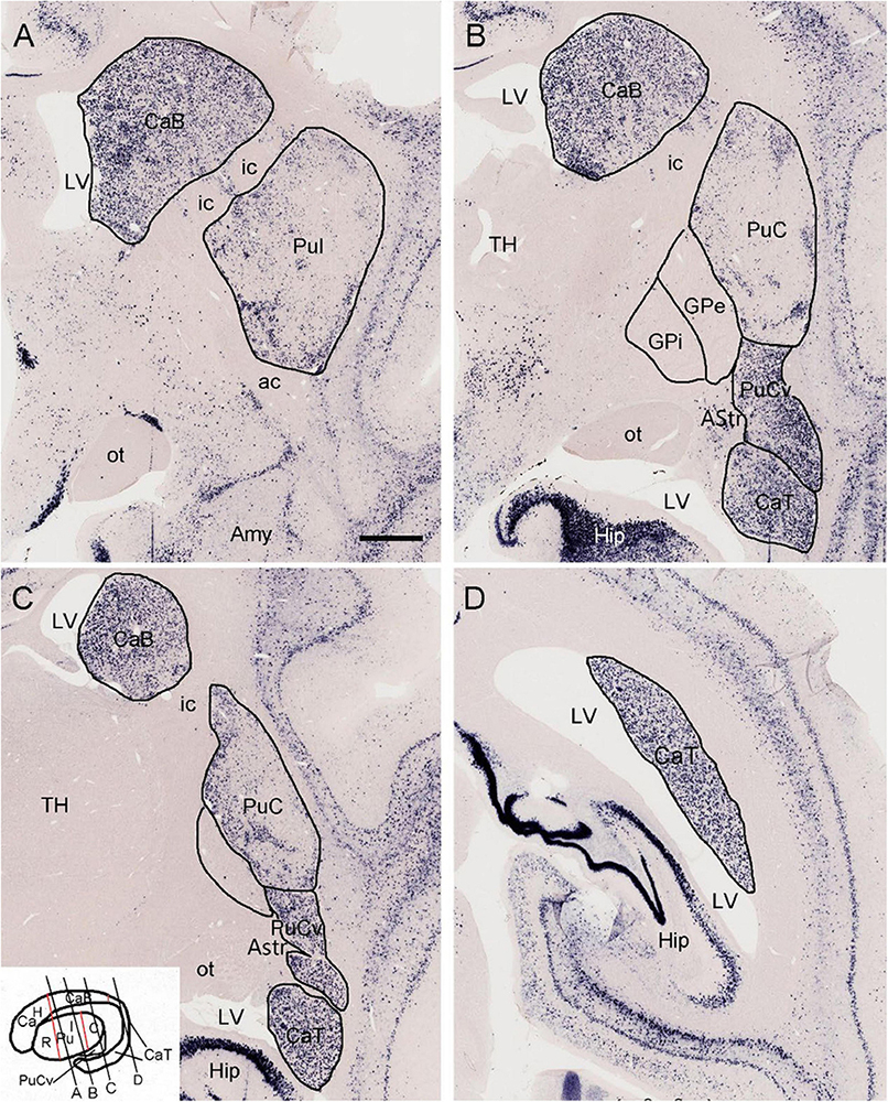 Histological sections labeled A to D display various regions of the brain with specific areas outlined and labeled, such as CaB, PuC, Amy, and Hip. Each panel highlights different anatomical structures and their relative positions, with markings indicating structures like the lateral ventricle (LV) and internal capsule (ic).