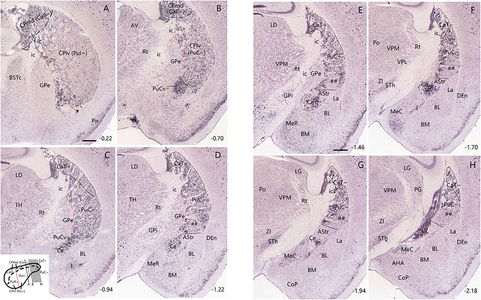 Eight coronal brain section images labeled A to H, showing detailed staining and labeling of brain regions. Each section includes various annotations identifying specific brain structures, such as the globus pallidus (GPe), internal capsule (ic), and thalamic regions. Scale bars and positional coordinates are provided for reference at the bottom of each image. An inset diagram depicts the approximate location of the sections within the brain.