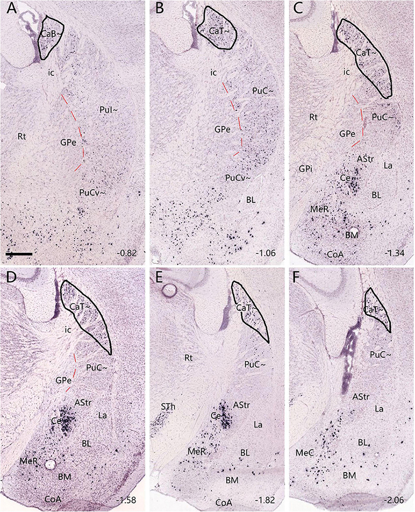 A series of six brain tissue sections labeled A-F, showing anatomical regions with various nuclei and pathways. Regions such as CaB, CaT, GPe, PuC, and others are marked, along with structures like ic and BL. The sections are horizontally organized, with coordinates ranging from -0.82 to -2.06, denoting depth.
