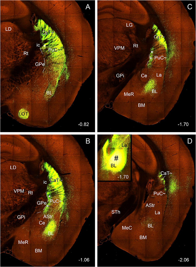 Microscopic brain images in four panels labeled A, B, C, and D, display fluorescent neural pathways in green within orange-stained brain sections. Each panel features different labeled structures such as LD, GPe, BL, and others. Panels A and B capture similar sections with minor variations, while Panels C and D show additional regions like La and MeC. The inset in Panel D gives a magnified view of the BL and La regions. Numbers at the bottom indicate scale or section depth.