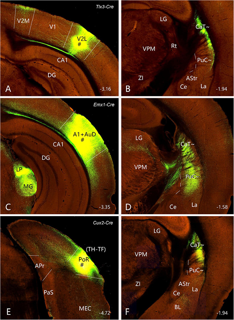 Composite image with six panels labeled A to F showing brain sections with highlighted regions using different Cre lines: Tlx3-Cre, Emx1-Cre, and Cux2-Cre. Green fluorescence marks specific areas, with labels like V2L, A1+AuD, and PoR indicating targeted brain regions. Each panel presents different brain structures identified by acronyms such as CA1, DG, LG, and more. Brain layers and structures are shown in varying shades of brown and green fluorescence, with coordinates labeled at the bottom of each panel for spatial reference.