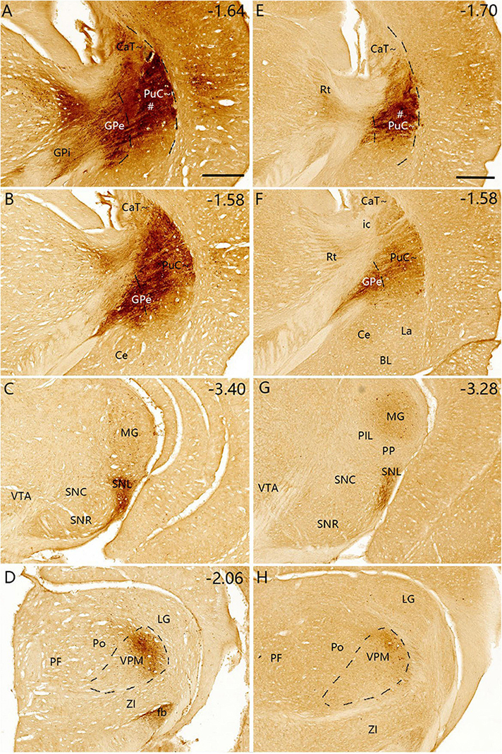 Coronal sections of rat brain tissue stained to highlight anatomical regions. Panels A to D show left hemisphere images, while E to H show corresponding right hemisphere sections. Key structures are labeled, including the globus pallidus external (GPe), thalamic regions, and areas within the ventral tegmental area (VTA). Labels indicate changes in staining intensity across sections and are marked with numerical coordinates for reference.