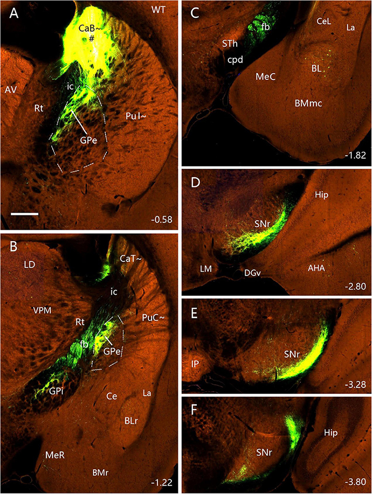 Fluorescence microscopy images showing different sections of a stained brain. Panels A to F highlight specific brain regions with green fluorescence. Labels such as CaB, GPe, and STh indicate anatomical features. The images are marked with depth references, ranging from -0.58 to -3.80, indicating their relative position within the brain.