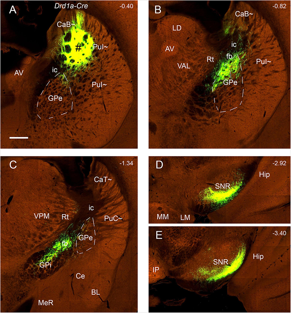 Fluorescent microscopy images of brain sections labeled A to E, showing green-highlighted neural pathways in orange-stained brain tissues. Each section has labeled anatomical regions, indicating different brain areas. The slices display varying depths, with numerical annotations in the top right corners revealing the depth level: A (-0.40), B (-0.82), C (-1.34), D (-2.92), and E (-3.40).
