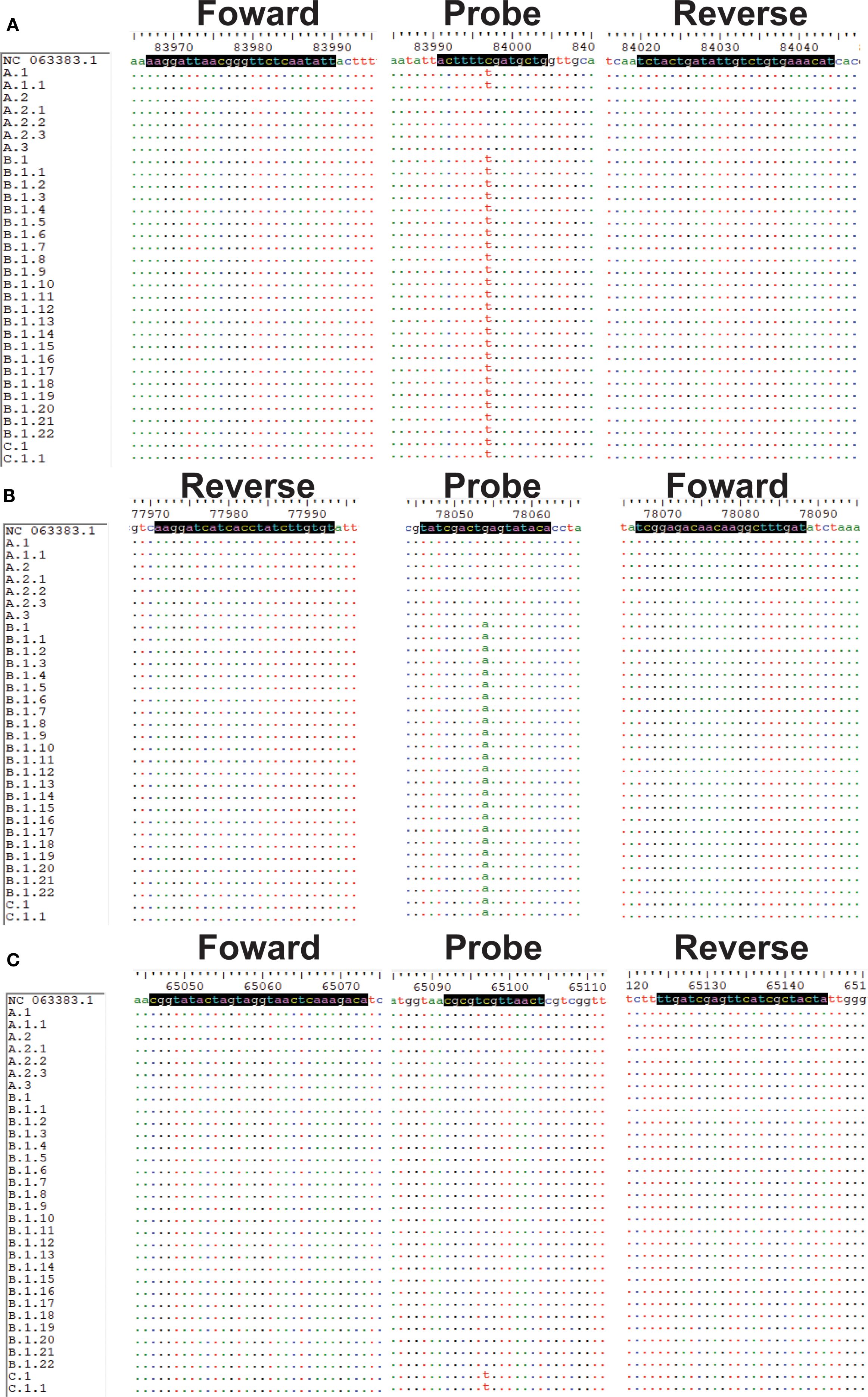 Three panels labeled A, B, and C display nucleotide sequences aligning to a reference sequence NC_063383.1. Each panel is divided into forward, probe, and reverse sections, showing reference sequences with highlighted nucleotide variations at specific positions. Panels include alignments for various strains like A.1, A.2, B.1, etc., with dots indicating sequence identity and letters showing differences.