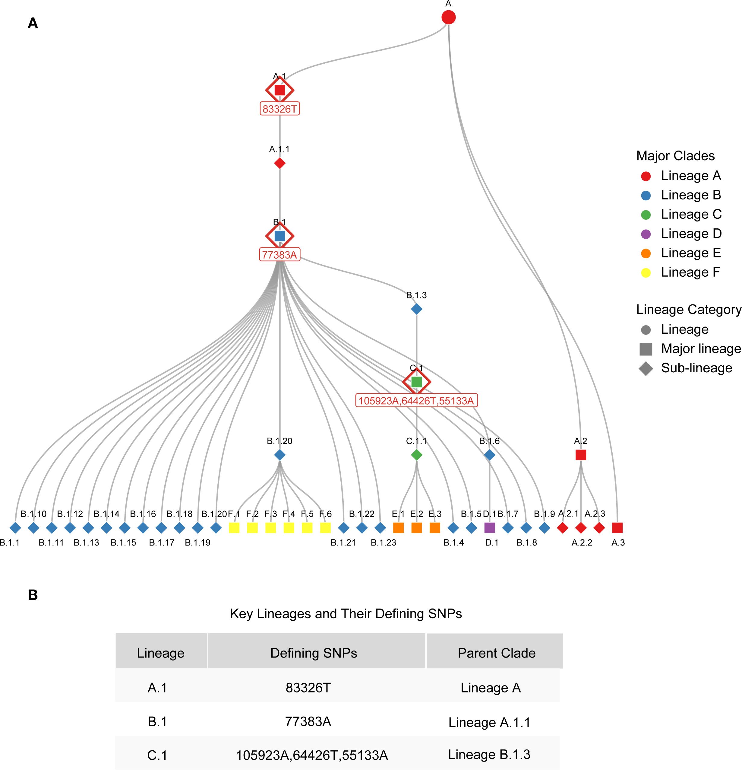 Phylogenetic tree diagram displaying the relationship between various lineages of a species, marked by colored symbols representing different major clades: Lineage A (red), B (blue), C (green), D (purple), E (yellow), and F (orange). The tree shows the progression from major lineages to sub-lineages, with annotations for defining SNPs. A legend on the right categorizes lineages, major lineages, and sub-lineages using gray circles, squares, and diamonds. Below, a table lists key lineages with their defining SNPs and parent clades.