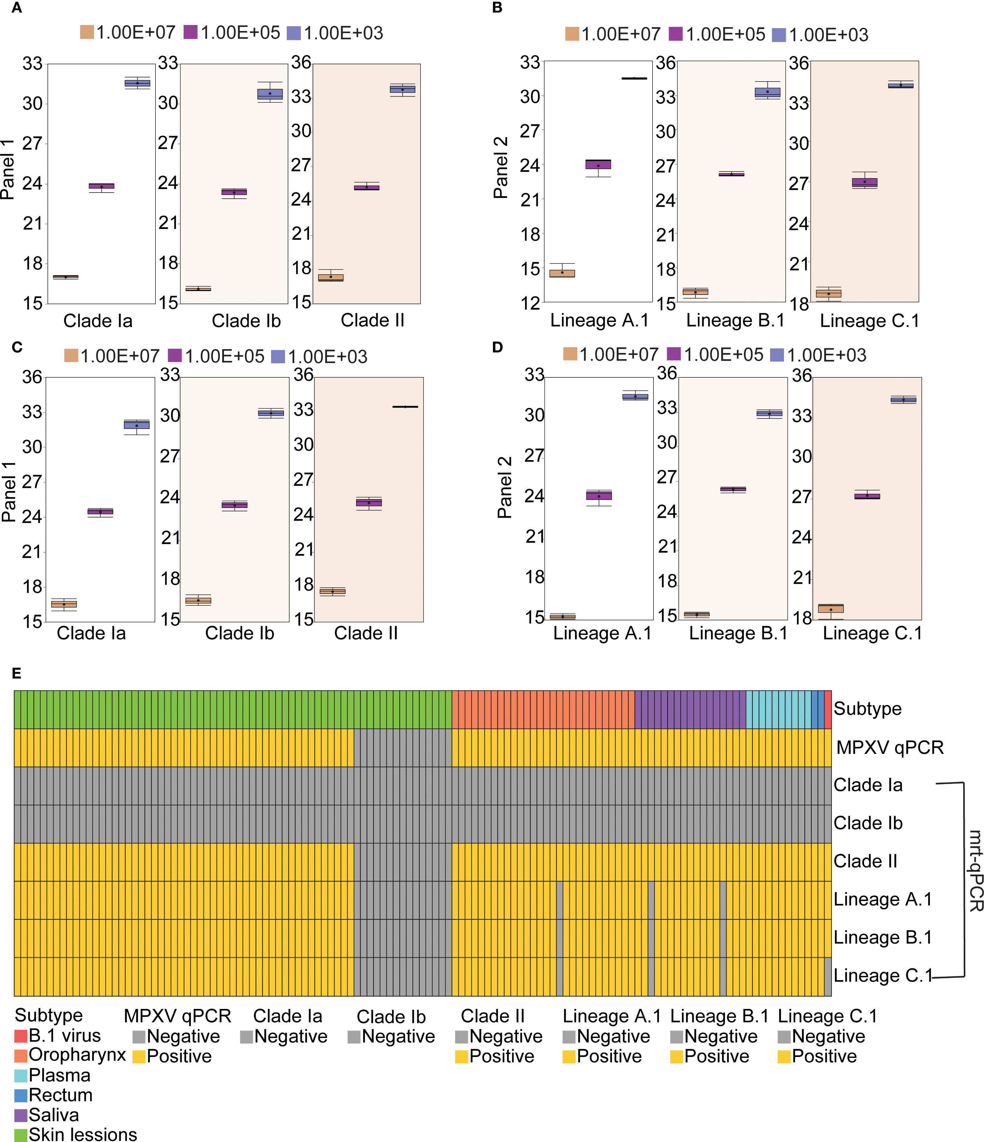 Panels A to D display box plots of viral load quantifications across different clades and lineages, with concentrations given in color-coded bars: brown, purple, and blue. Panel E features a heatmap showing the distribution of subtype, sample type, and qPCR results across various clades and lineages. Subtypes and sample types are indicated by specific colors, while qPCR results are marked in gray for negative and yellow for positive.