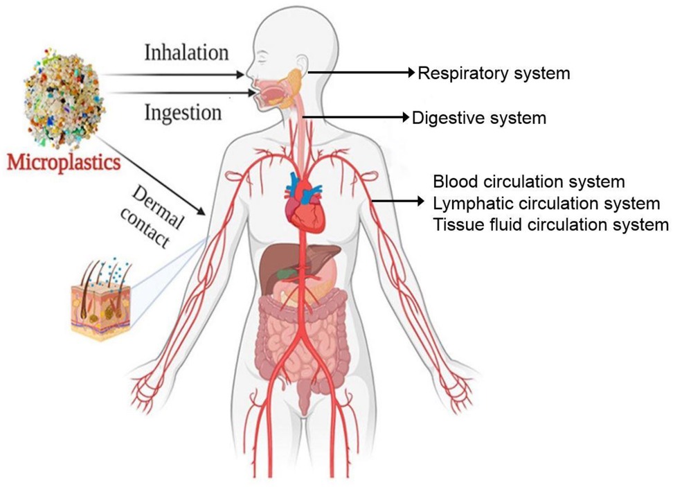 Diagram showing microplastics entering the human body through inhalation, ingestion, and dermal contact. It illustrates their potential effects on the respiratory, digestive, blood circulation, lymphatic circulation, and tissue fluid circulation systems.