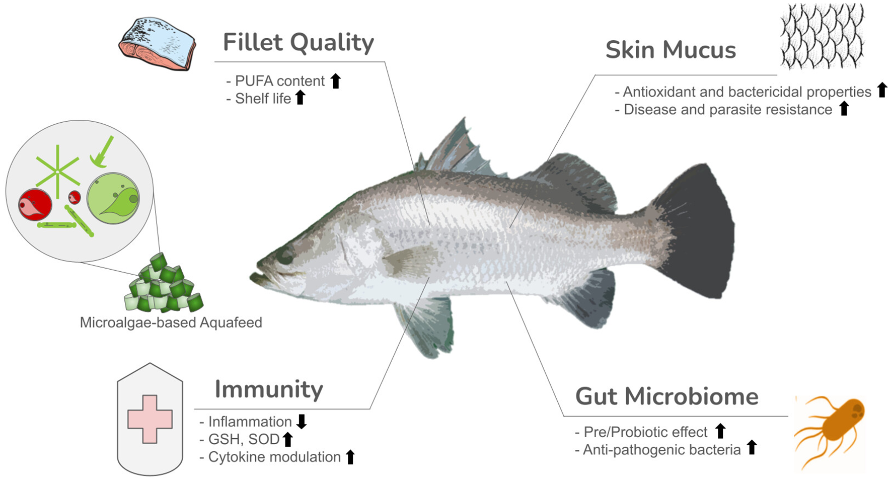 Diagram of a fish highlighting effects of microalgae-based aquafeed on fillet quality, skin mucus, immunity, and gut microbiome. Fillet quality increases in PUFA content and shelf life. Skin mucus enhances antioxidant, bactericidal properties, and resistance to disease and parasites. Immunity markers show reduced inflammation and increased GSH, SOD, and cytokine modulation. Gut microbiome improves with increased pre/probiotic effect and anti-pathogenic bacteria.