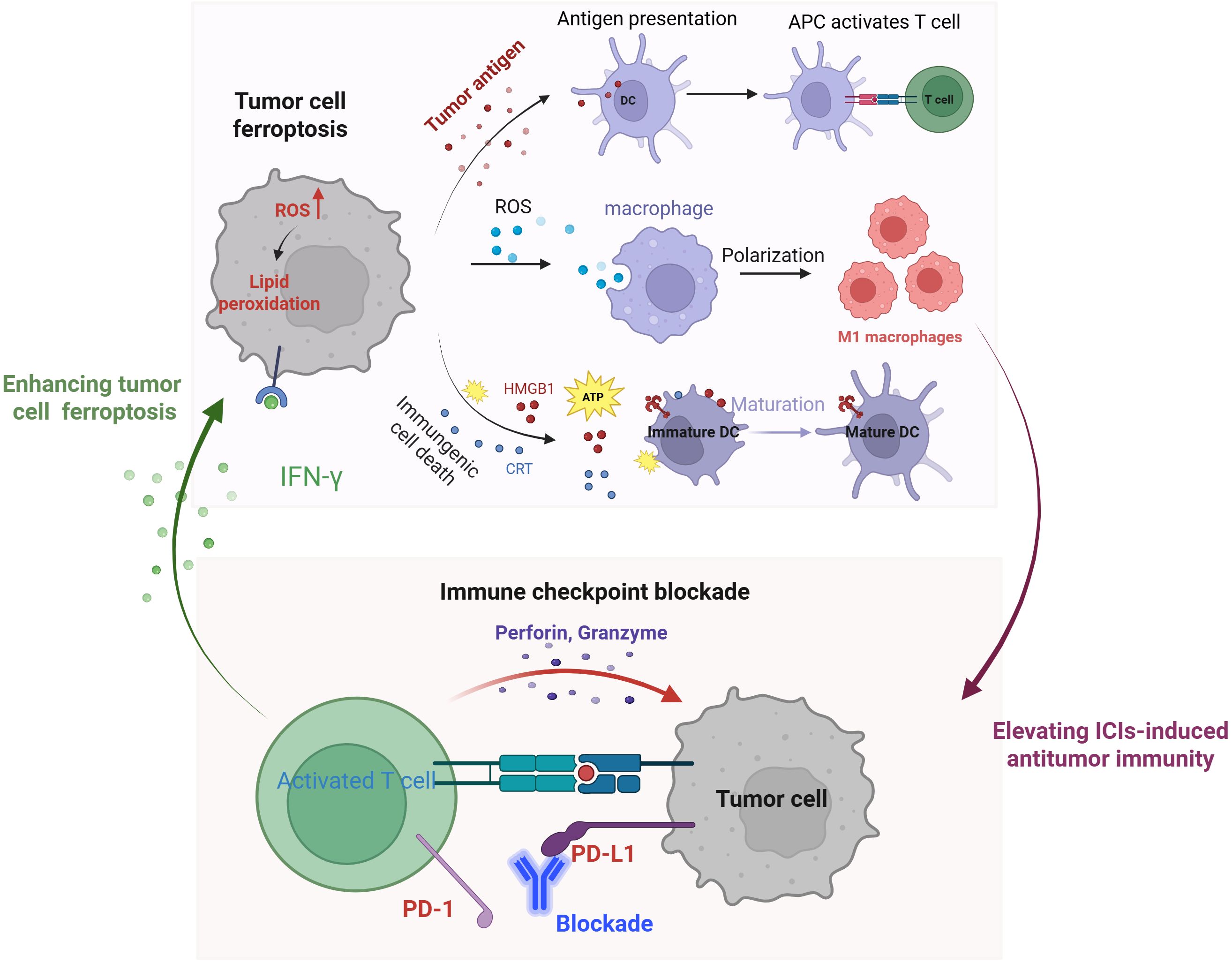 Diagram illustrating the interaction between tumor cell ferroptosis and immune responses. On the left, tumor cell ferroptosis leads to increased ROS and lipid peroxidation. IFN-γ enhances this process, with immunogenic cell death releasing ATP, HMGB1, and CRT. Antigen presentation processes involve dendritic cells activating T cells, while macrophage polarization leads to M1 macrophages. The lower part shows immune checkpoint blockade with activated T cells releasing perforin and granzyme, and interaction between PD-1 and PD-L1 is blocked, enhancing antitumor immunity.