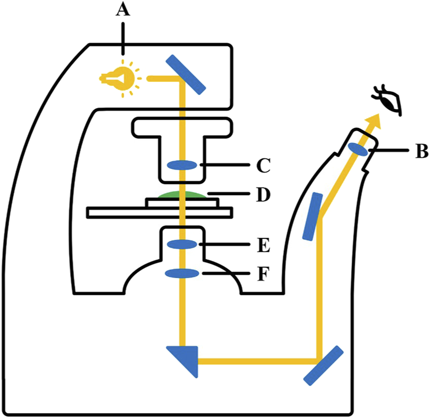 Diagram of a microscope showing labeled parts and light path. A is the light source, B is the eyepiece, C is the objective lens, D is the specimen, E is the intermediary lens, and F is the mirror reflecting the light. Arrows indicate the direction of light through the components.