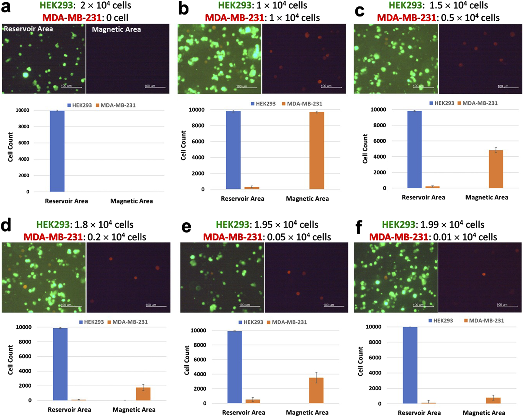 Six panels (a to f) showing fluorescent microscopy images and bar graphs. Each panel compares HEK293 and MDA-MB-231 cell distributions in reservoir and magnetic areas. Panels show variable initial cell counts, with images displaying green (HEK293) and red (MDA-MB-231) cells. Bar graphs illustrate cell count differences in each area.