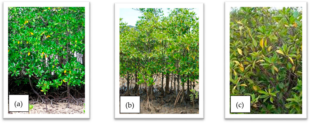 Typical three mangrove species used in this experiment, the branches wood were used as the raw materials, (a) “bakau hitam” (Rhizophora mucronata), (b) “tancang” (Bruguiera gymnorrhiza), and (c) “mata buaya” (Bruguiera sexangula)”.