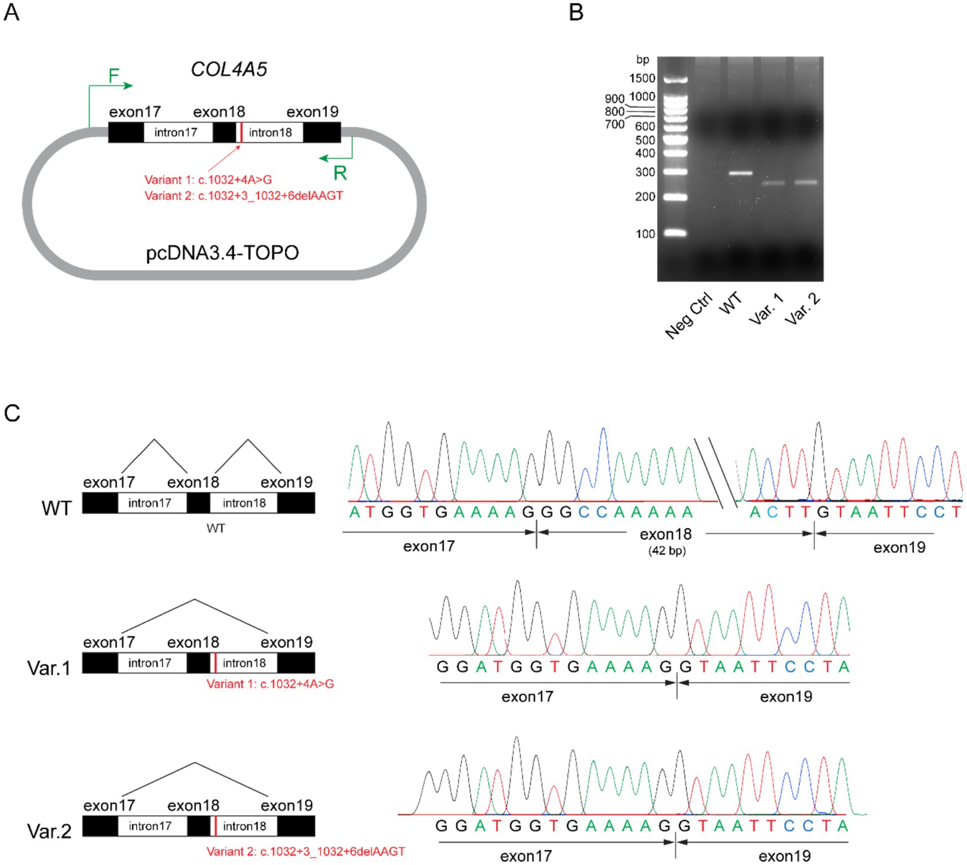 Diagram showing genetic variation in the COL4A5 gene. Panel A illustrates exon-intron structure in a vector, highlighting two variants. Panel B displays a gel electrophoresis result with bands for a negative control, wild type, and two variants. Panel C compares nucleotide sequences of wild type and variants, showing specific mutations in exon and intron junctions with corresponding sequencing chromatograms.